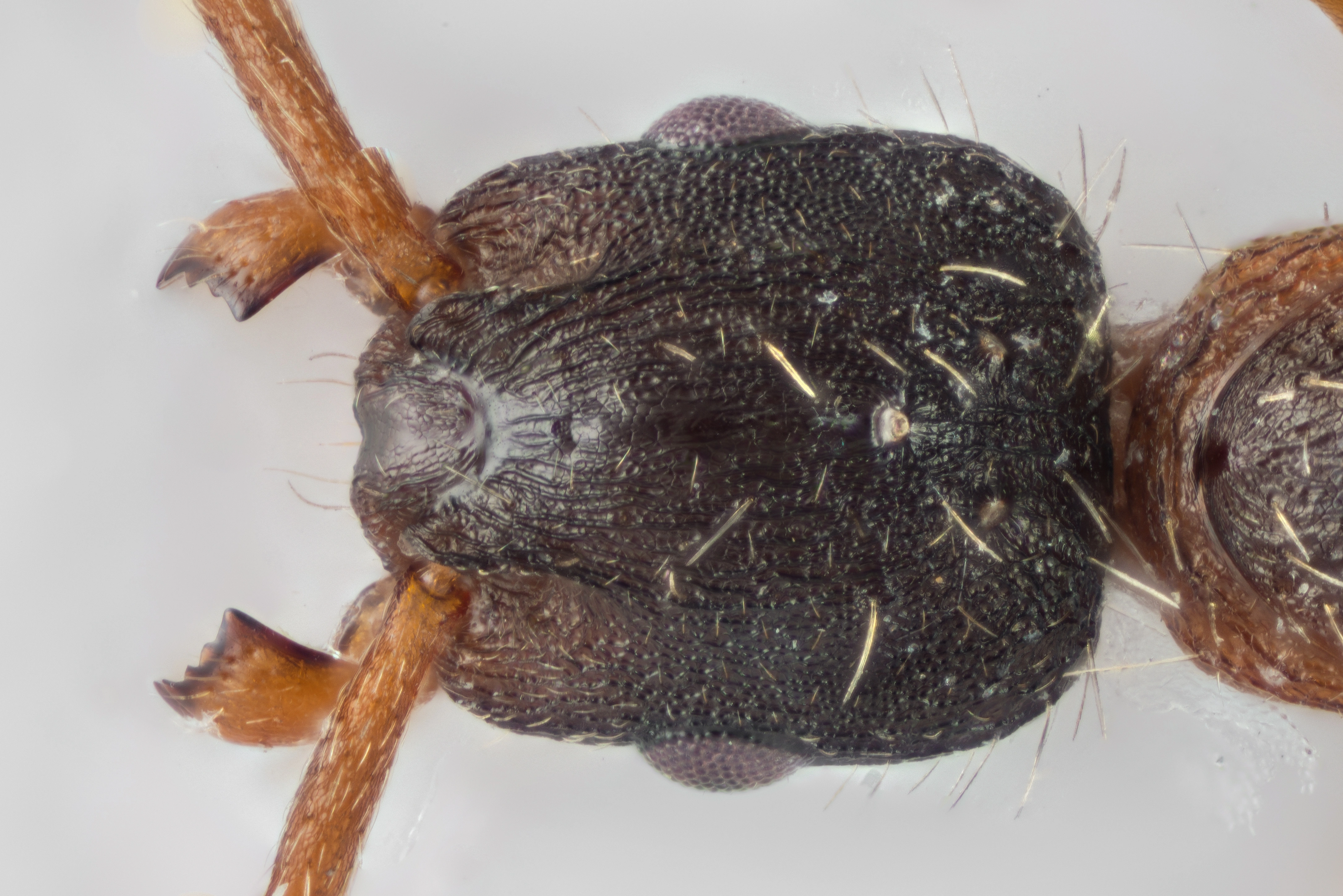 : Leptothorax goesswaldi.