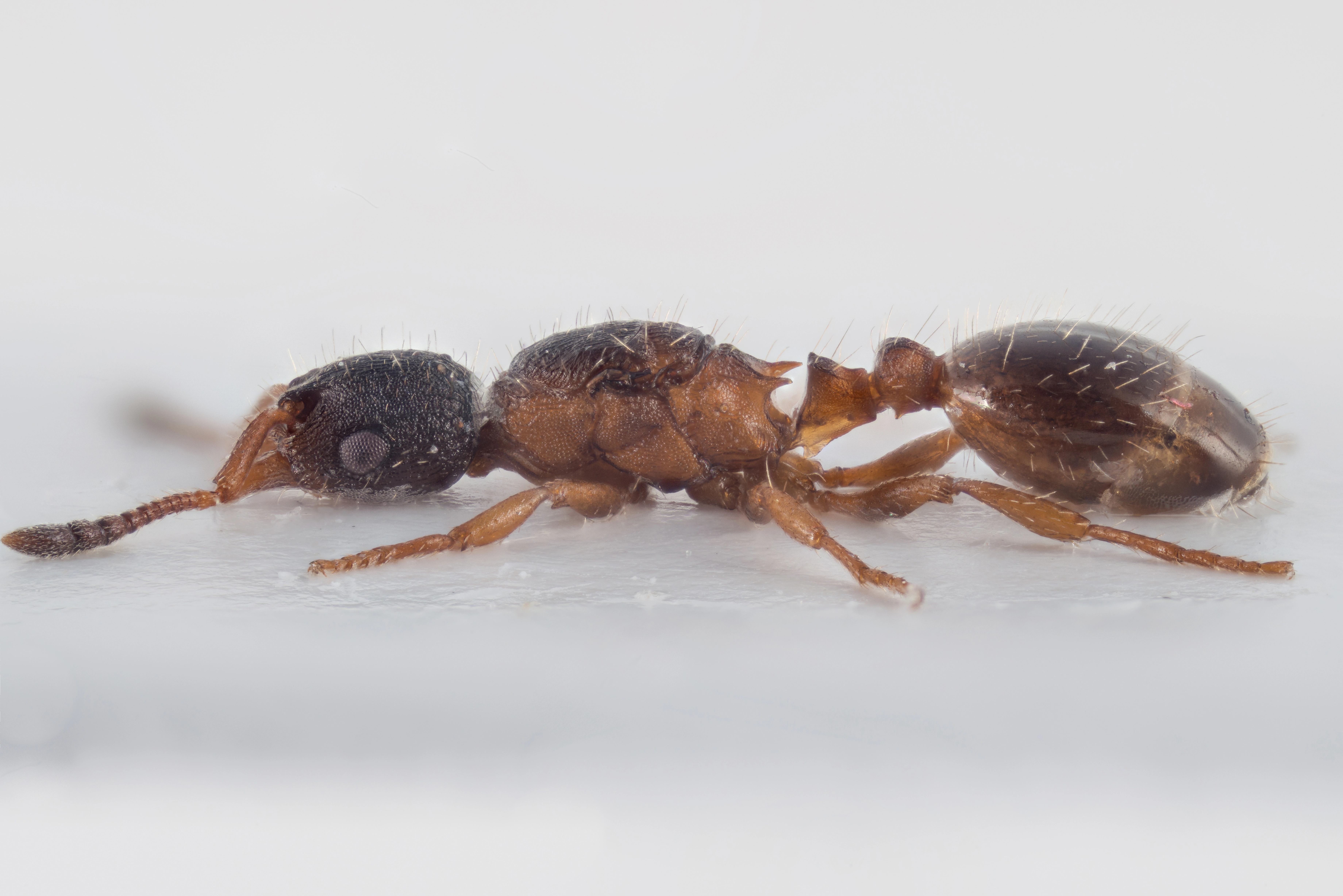 : Leptothorax goesswaldi.