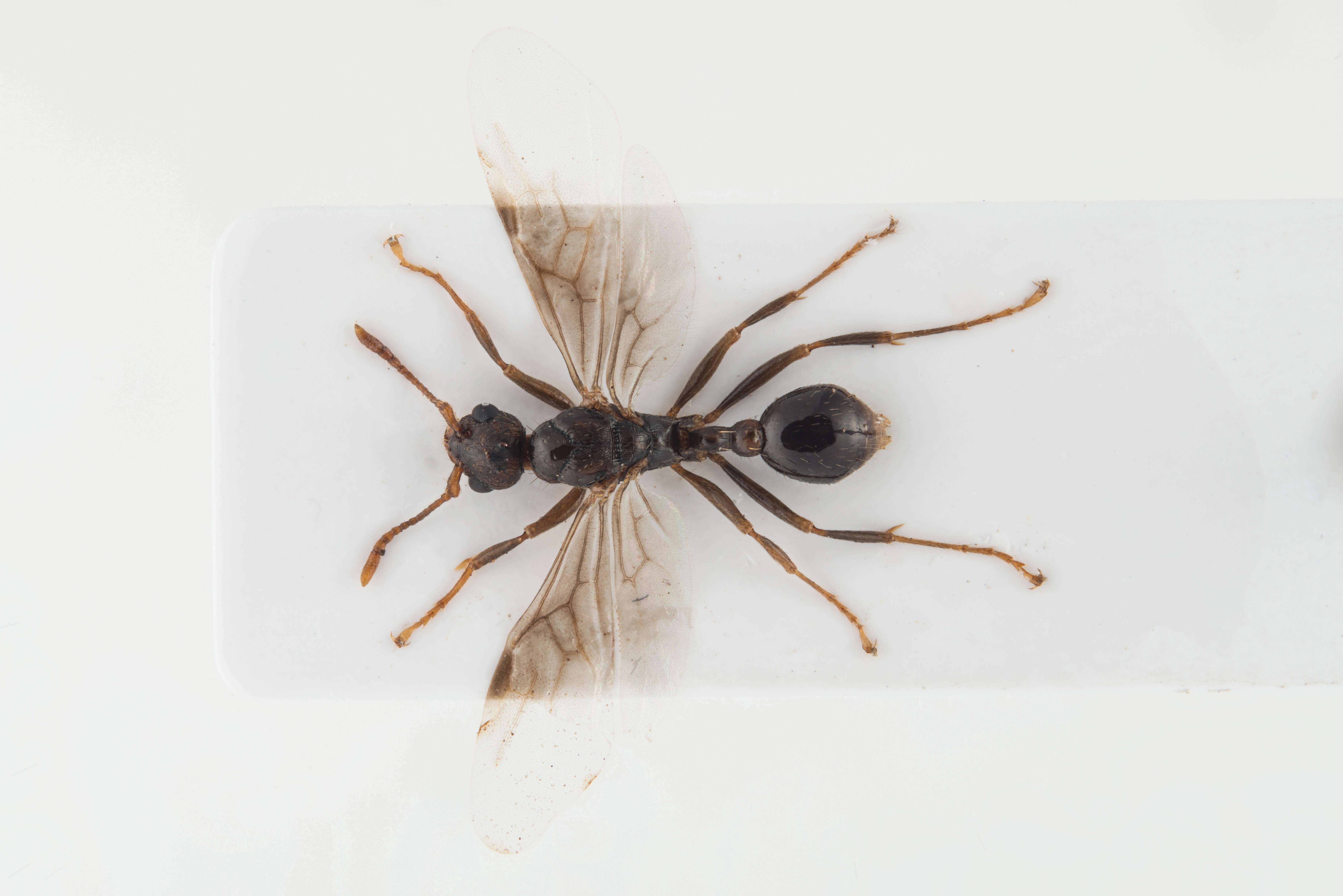 : Myrmica rugulosa.