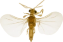 : Strepsiptera.