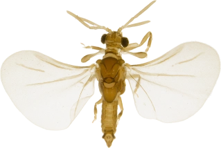 : Strepsiptera.