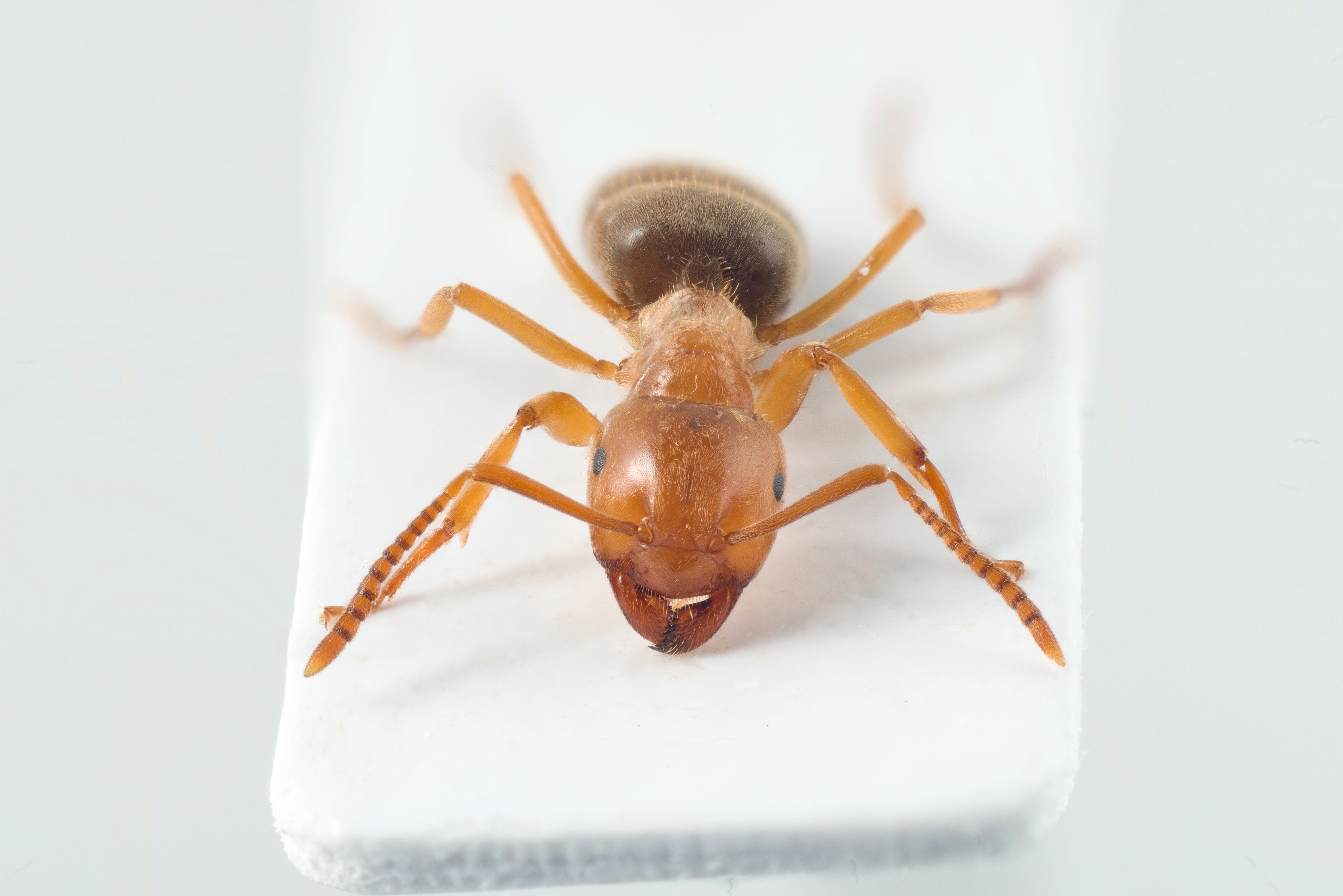 : Lasius citrinus.