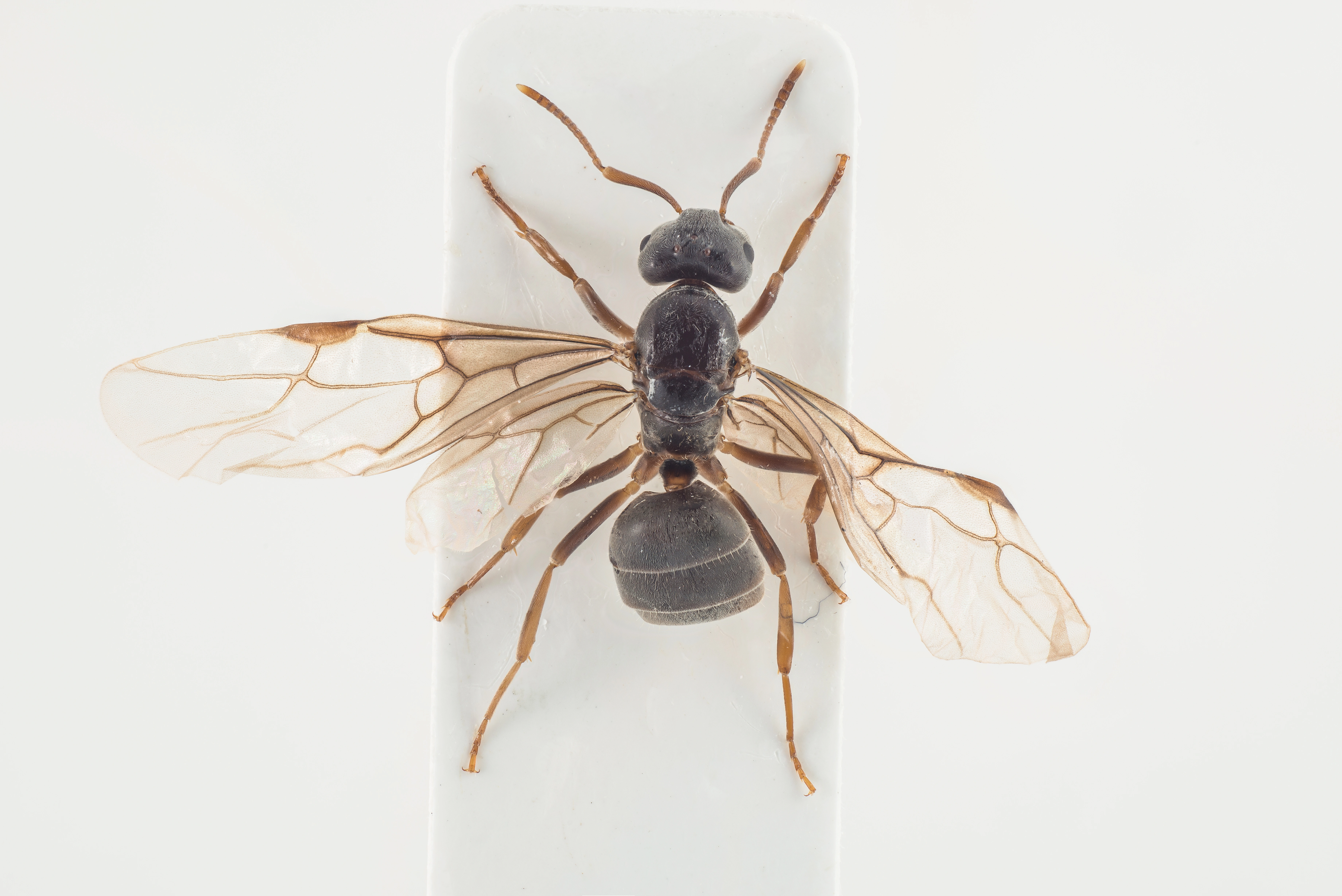 : Lasius (Chthonolasius) citrinus.