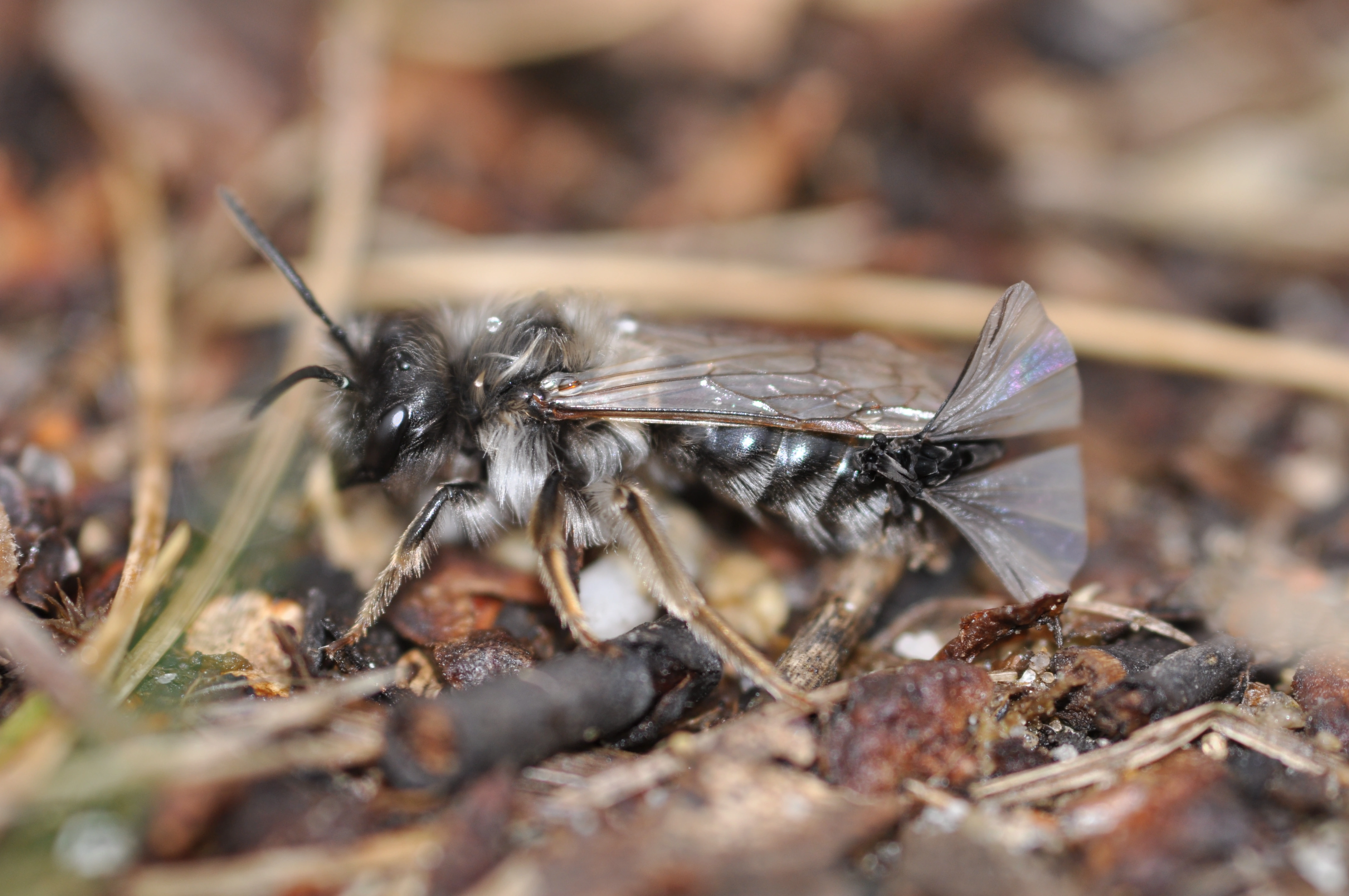 : Andrena vaga. : Stylops.