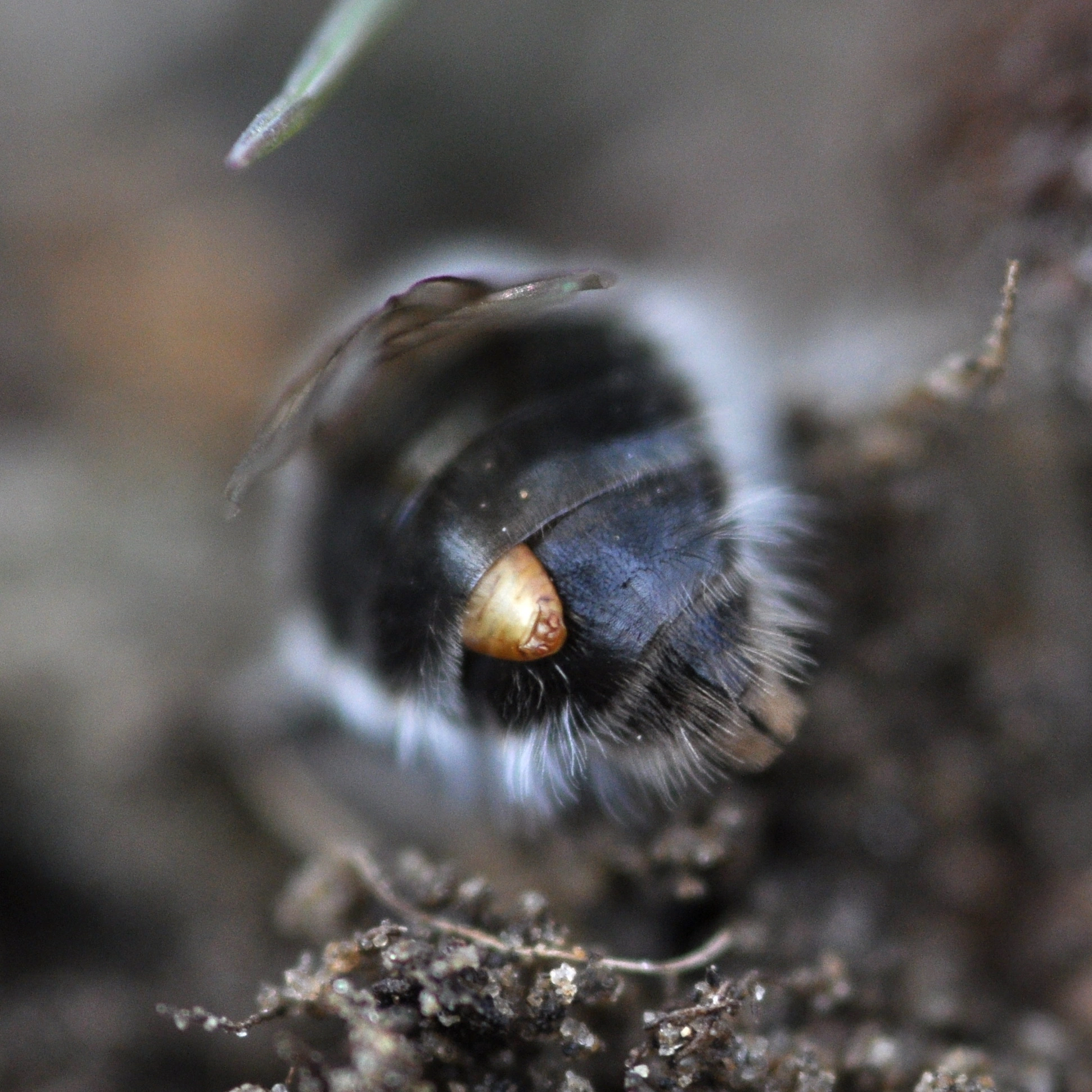 : Stylops. : Andrena vaga.