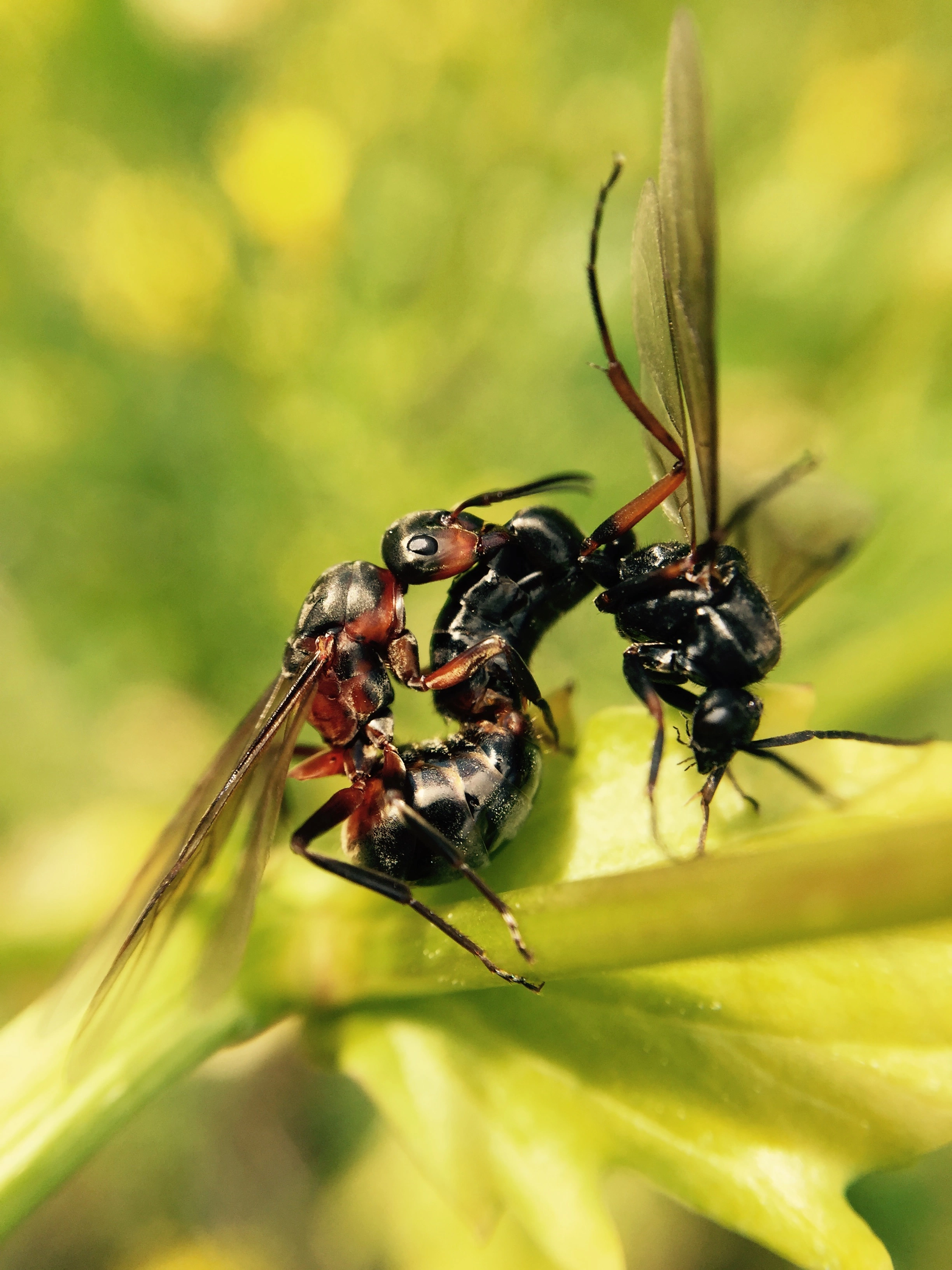 : Formica lugubris.