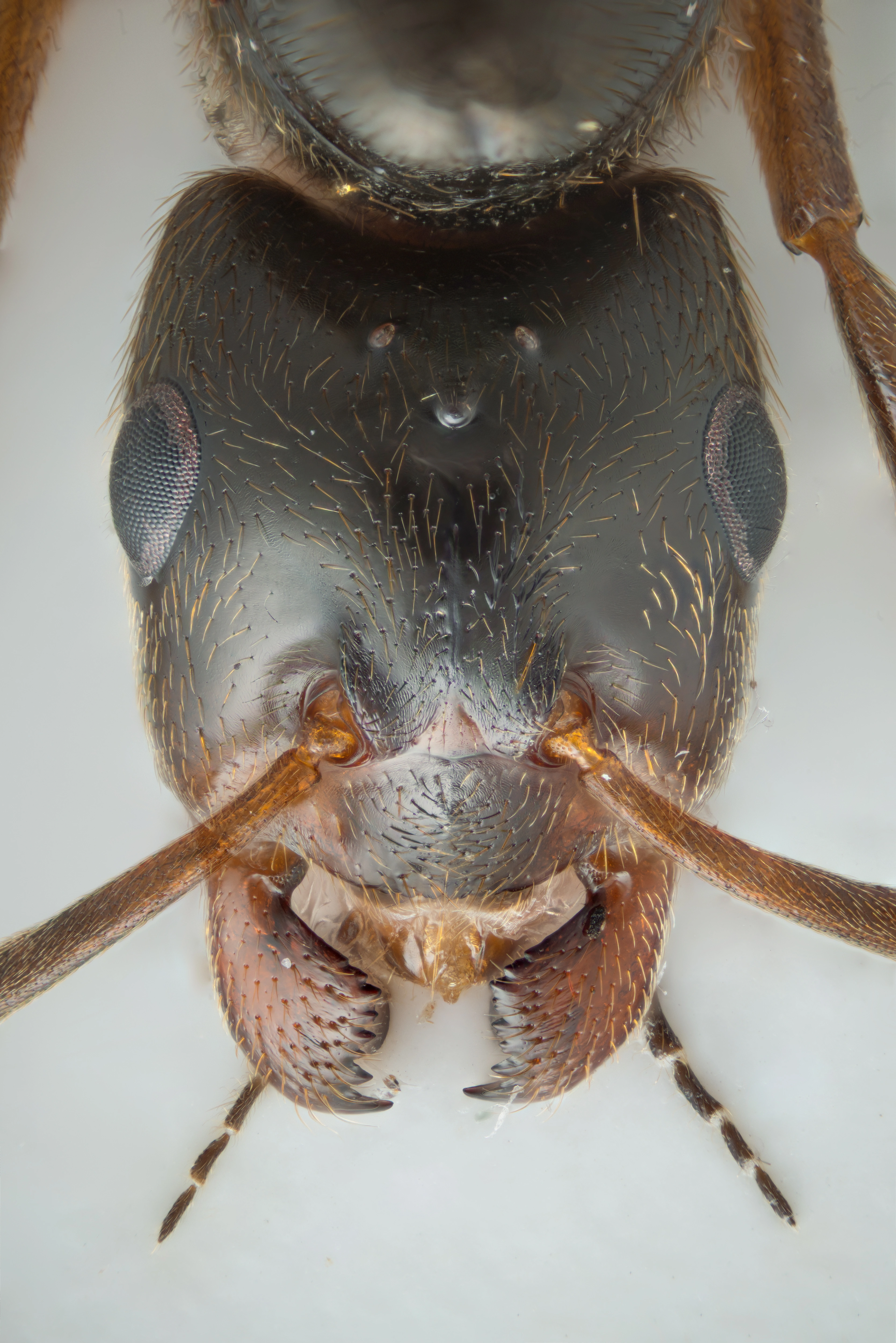 : Formica (Coptoformica) exsecta.