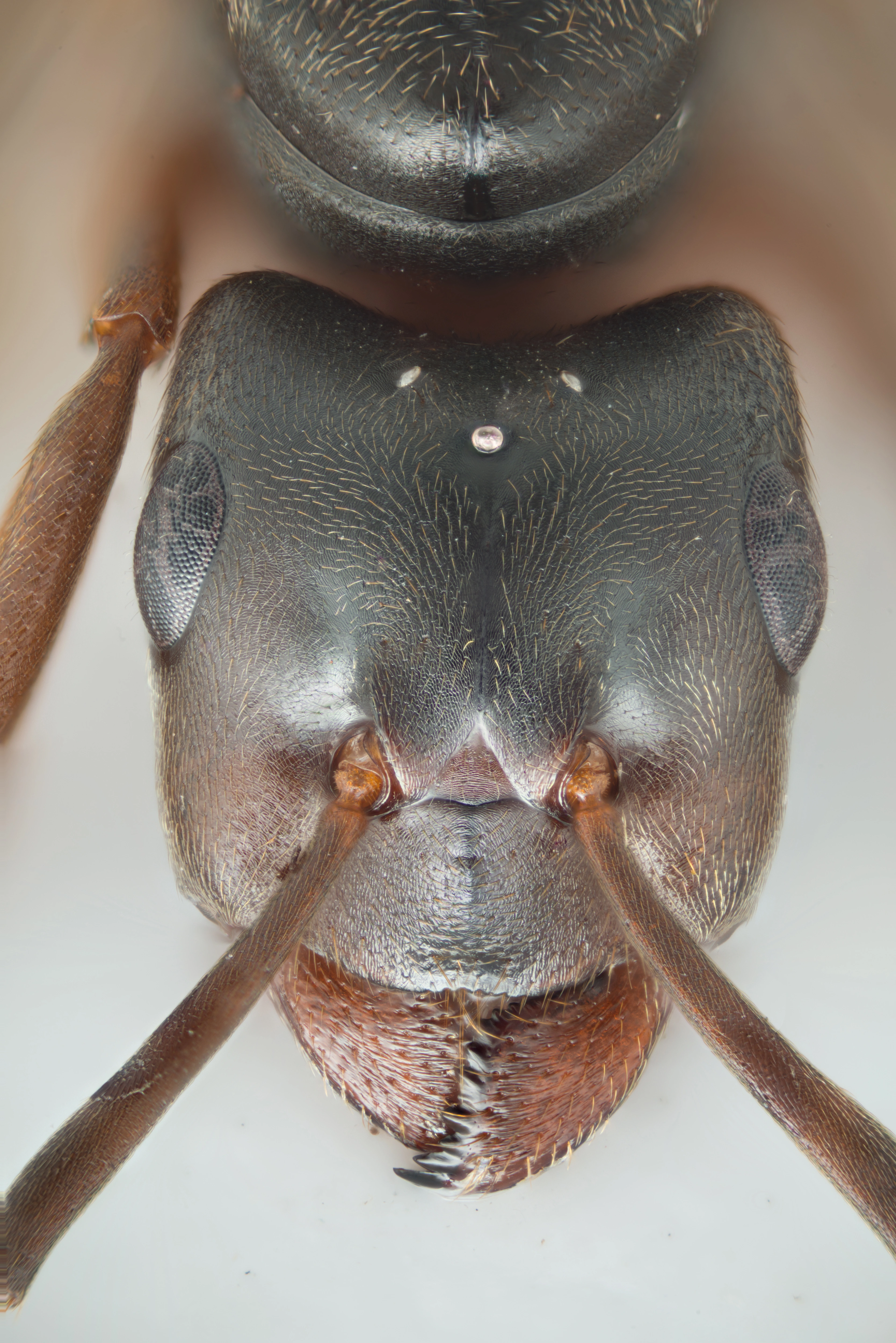 : Formica (Coptoformica) exsecta.