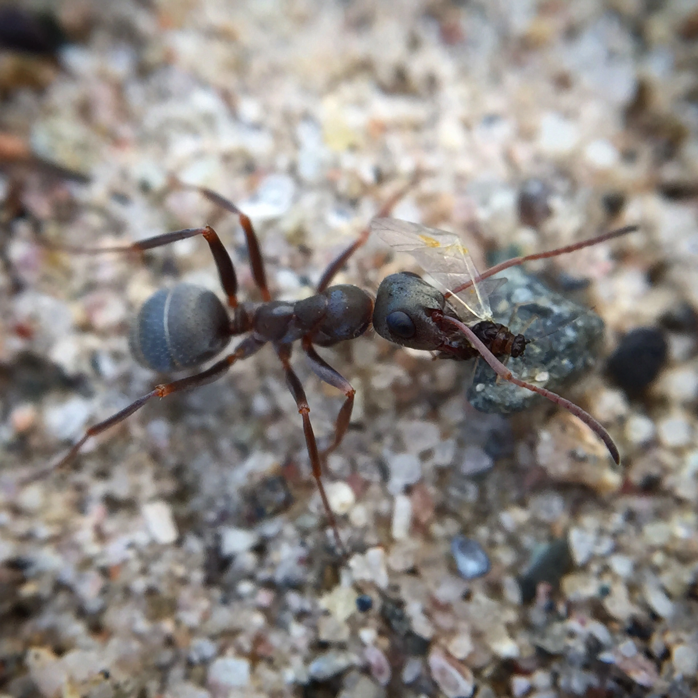 : Formica (Serviformica) cinerea.