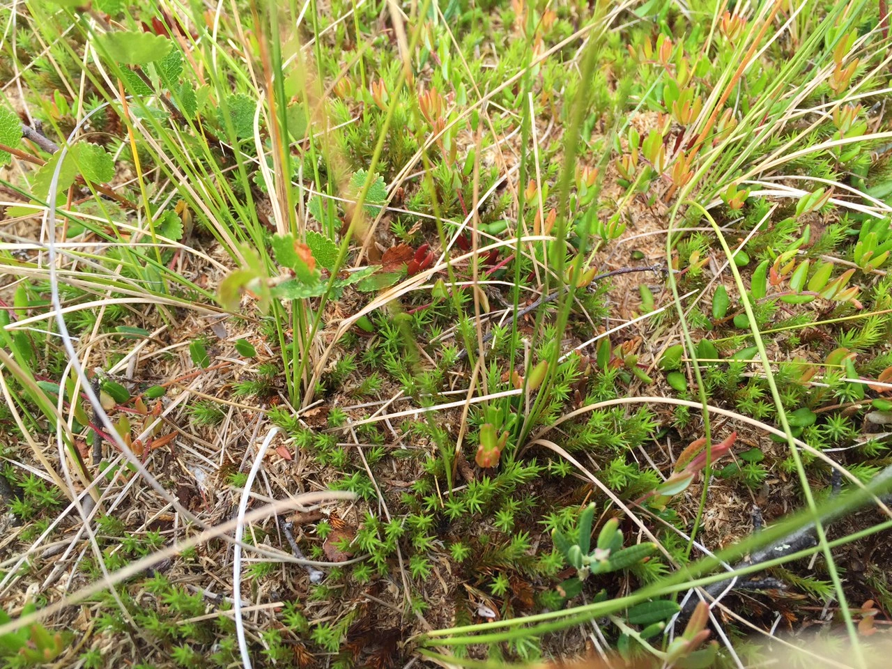 : Formica (Serviformica) picea.