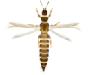 : Thysanoptera.