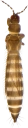 : Thysanoptera.