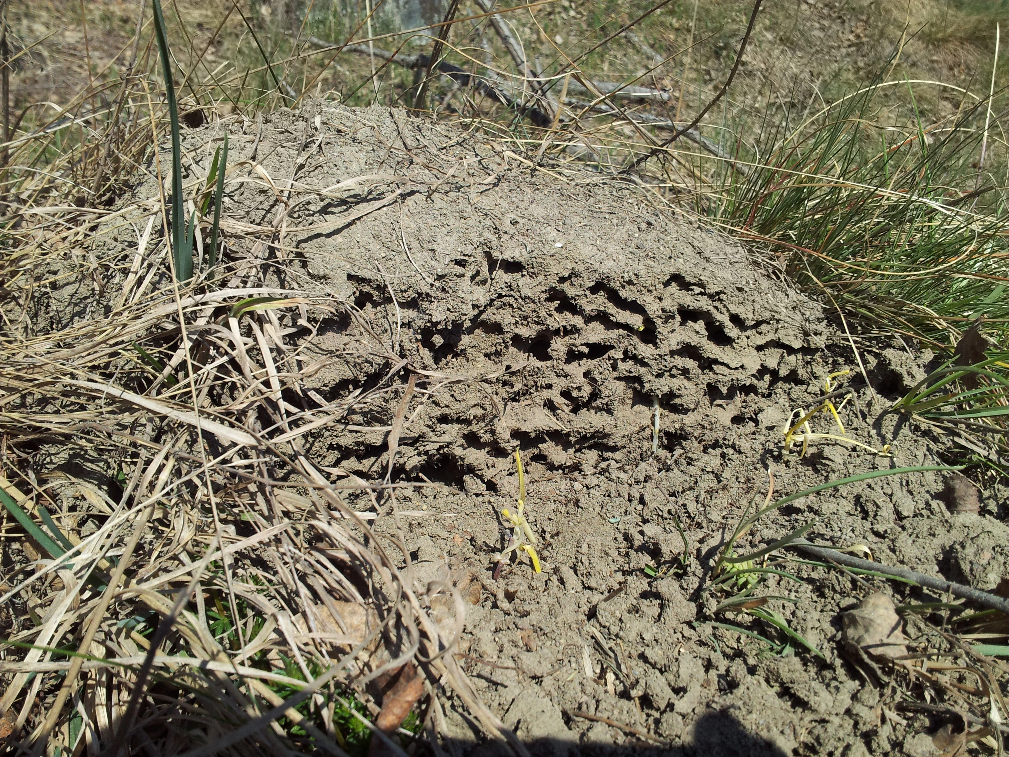 : Lasius (Lasius) niger.