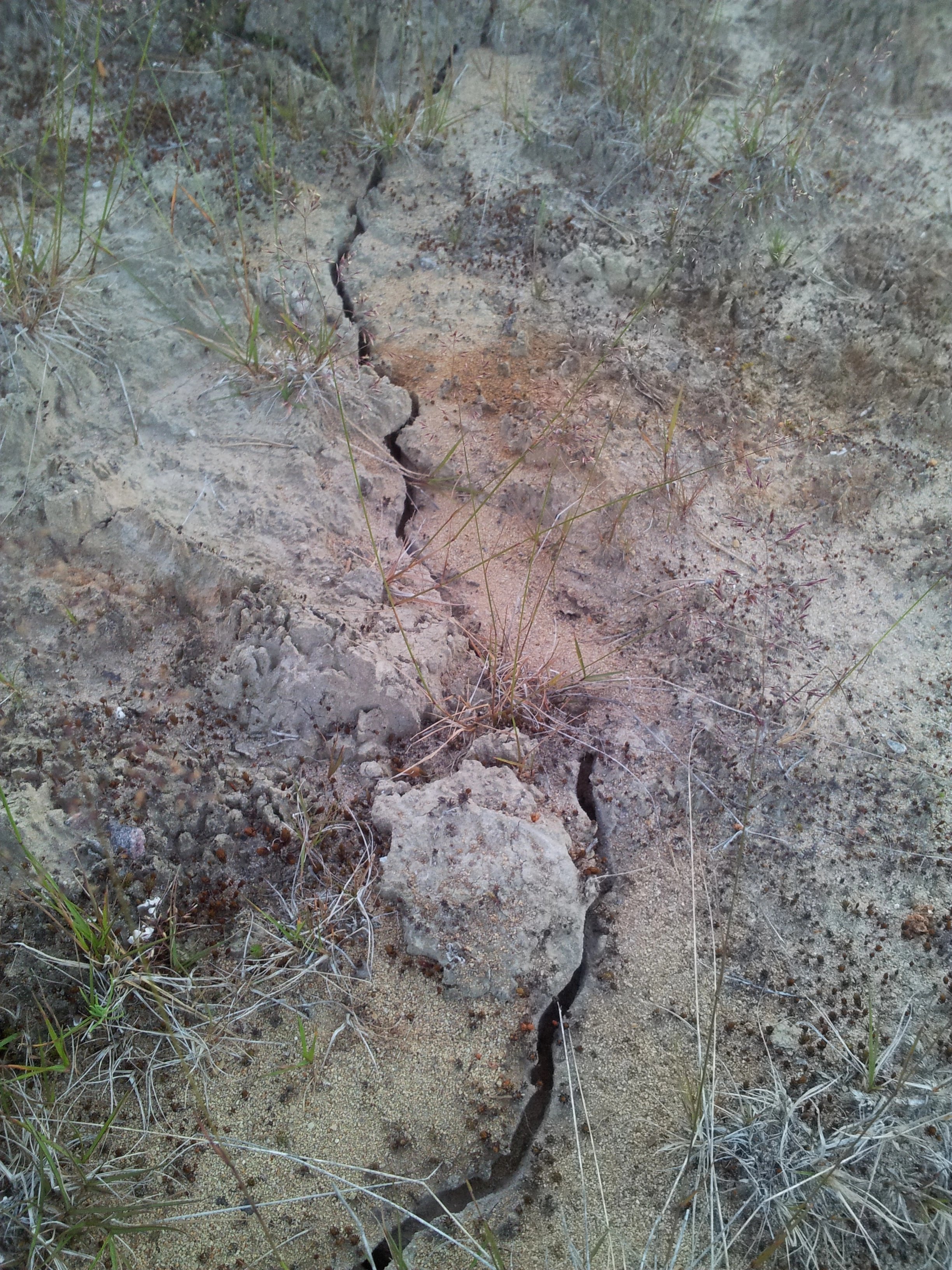 : Formica (Serviformica) cinerea.