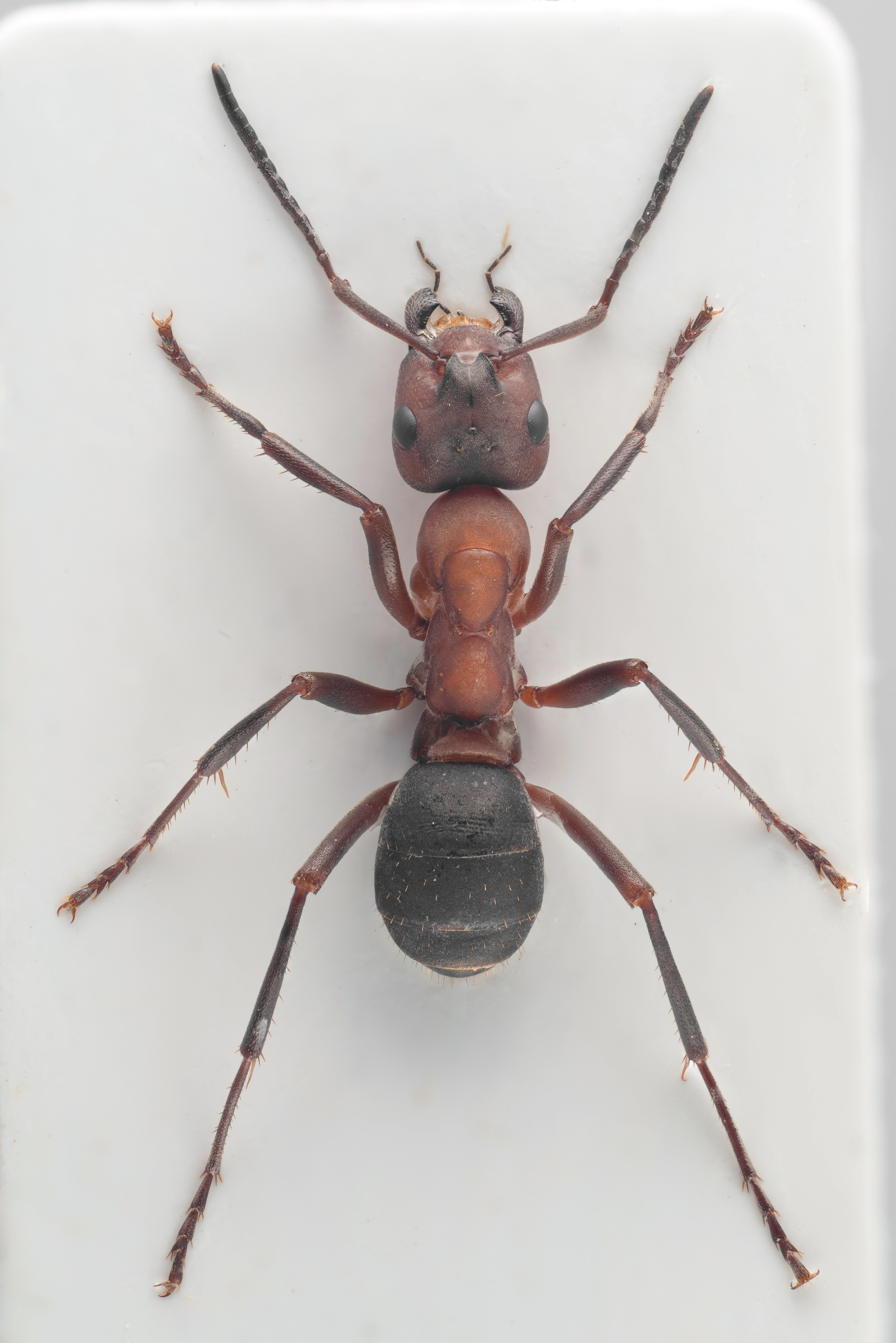 : Formica (Raptoformica) sanguinea.