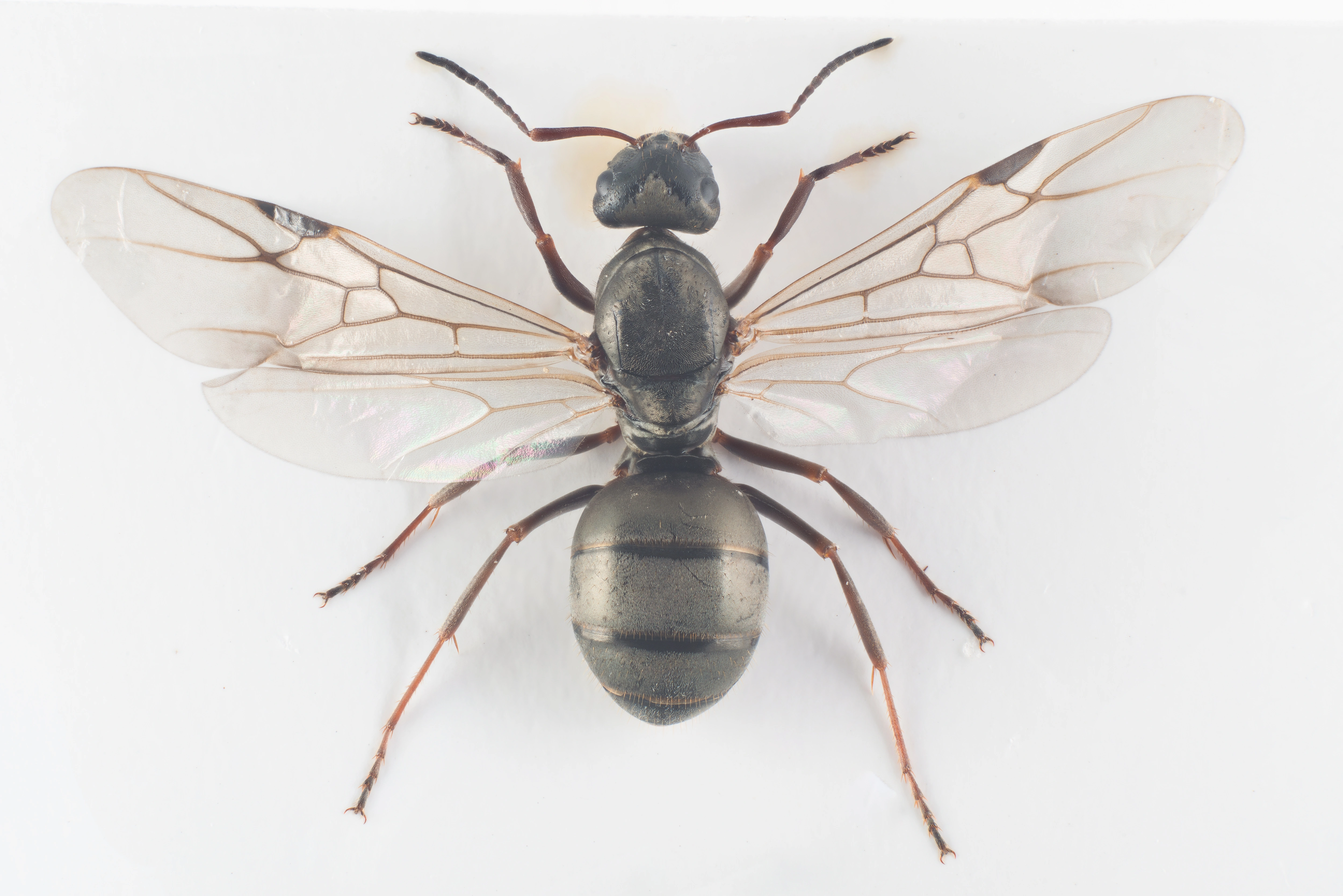 : Formica (Serviformica) cinerea.