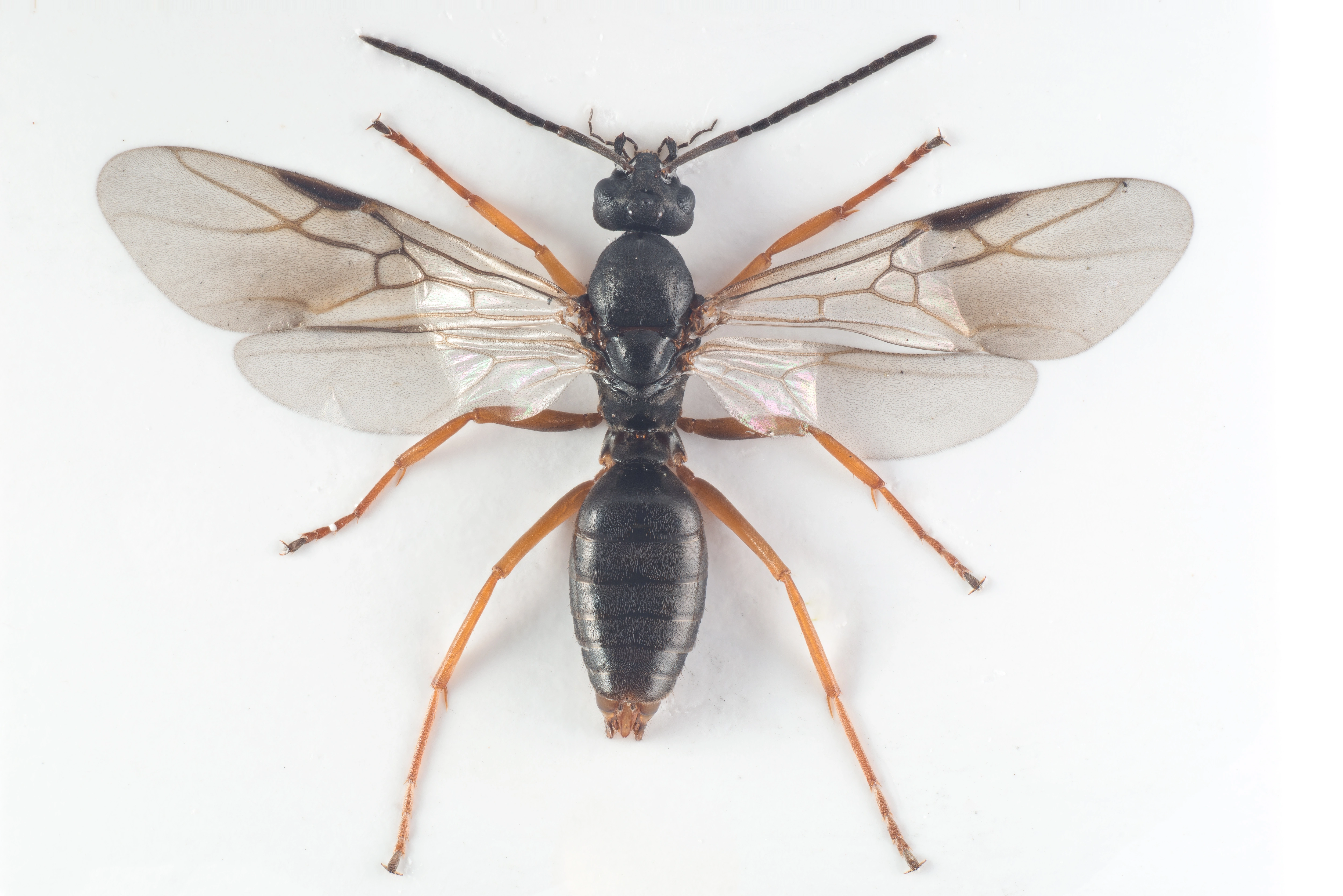 : Formica (Serviformica) gagatoides.