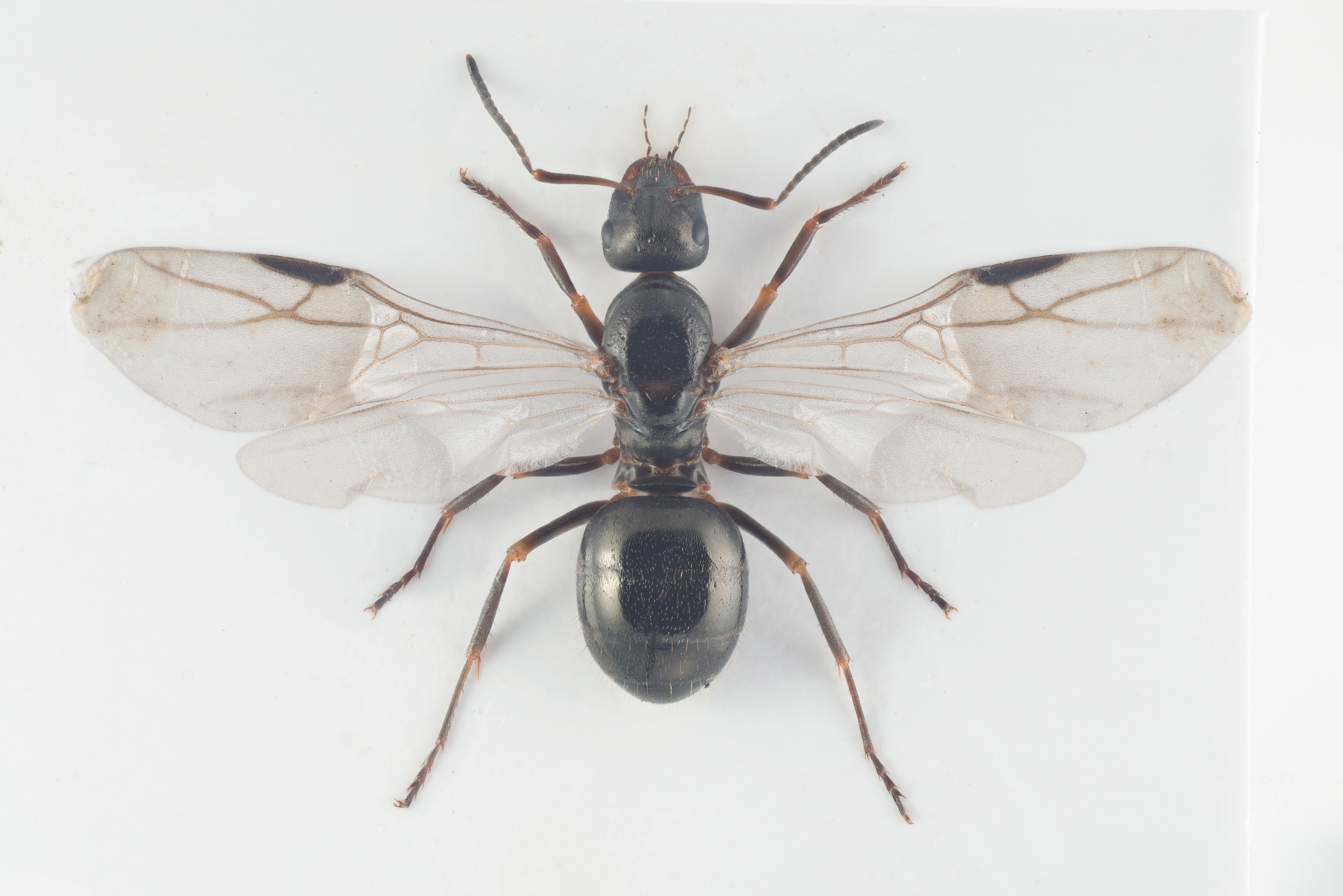 : Formica (Serviformica) gagatoides.