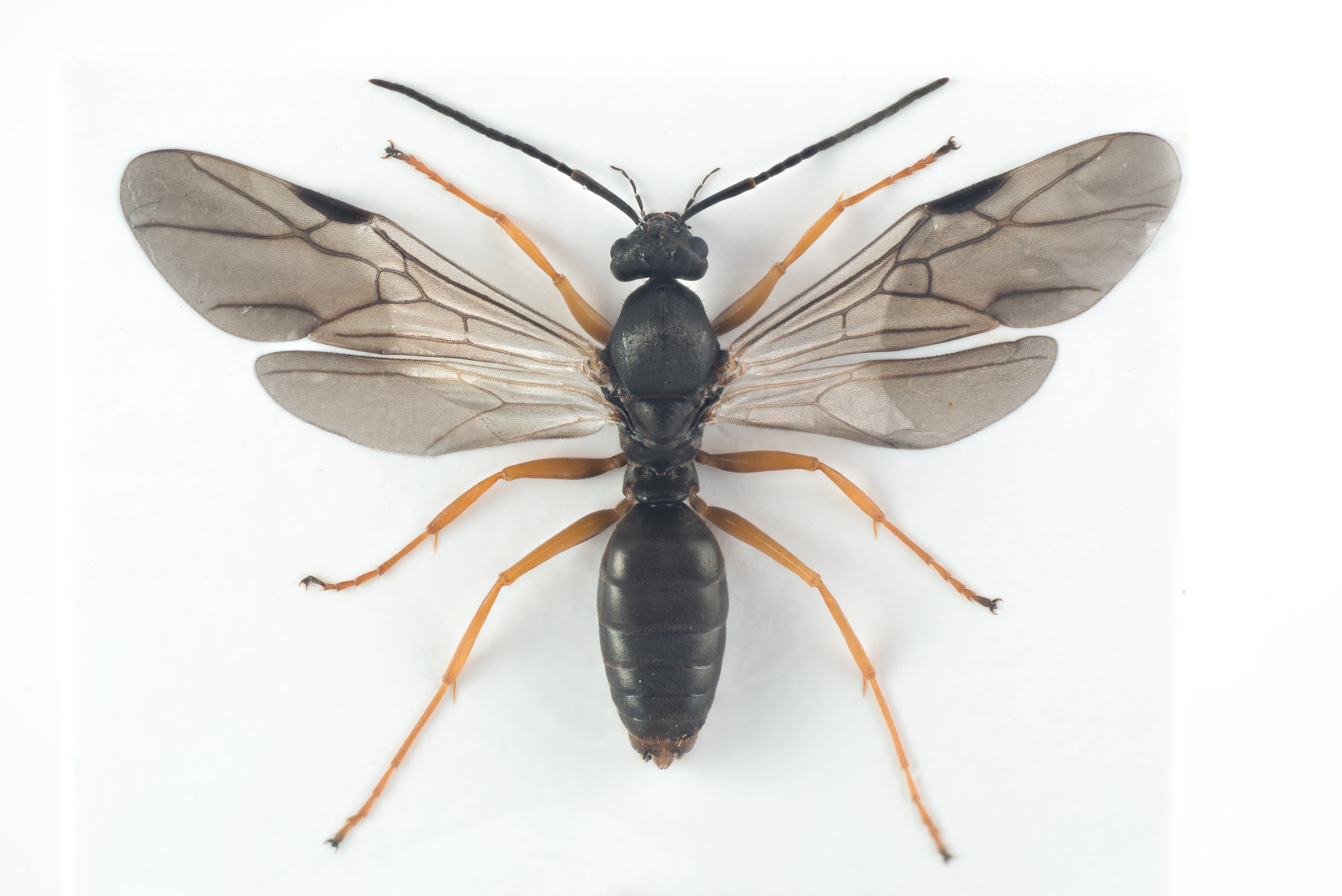 : Formica (Serviformica) lemani.