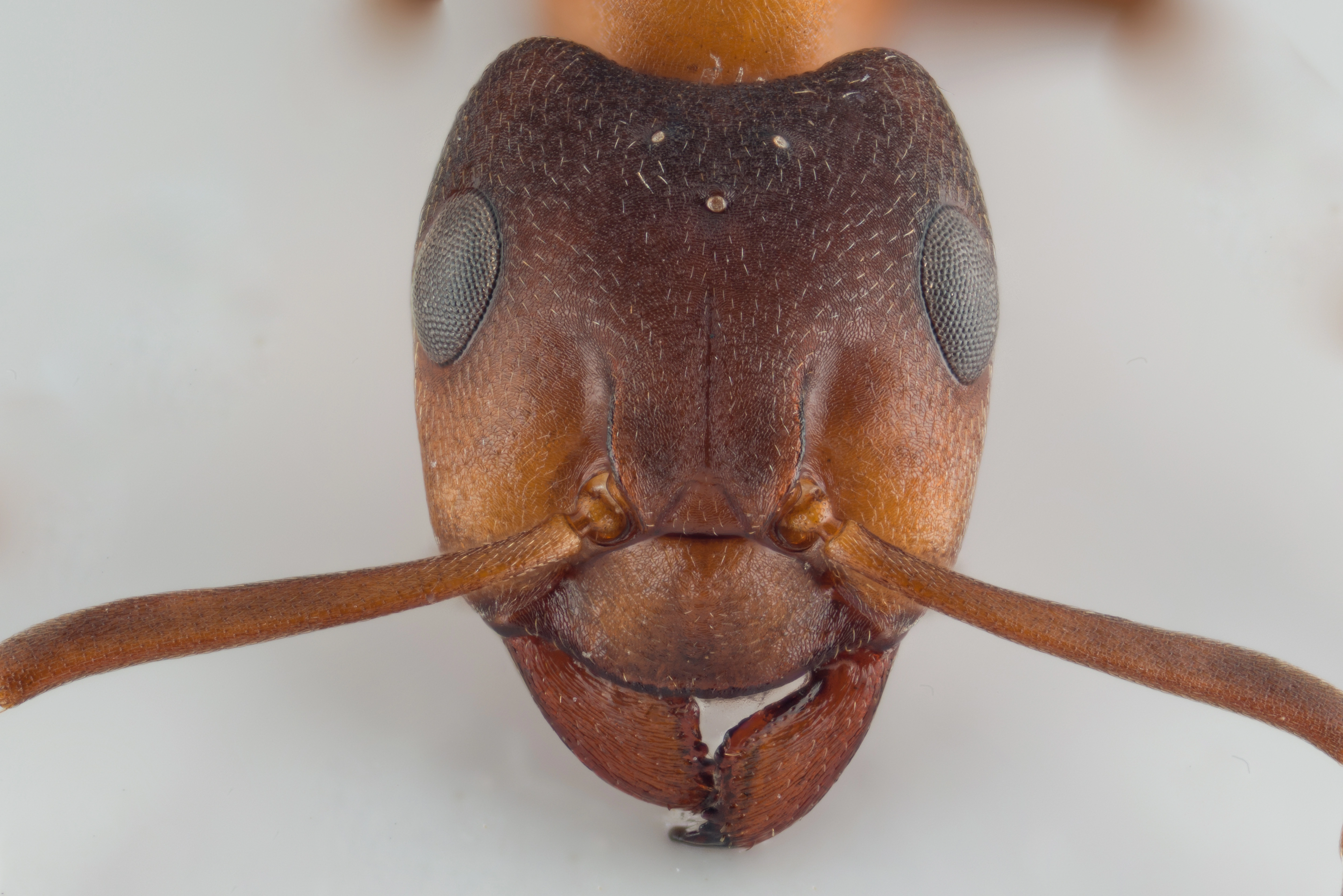 : Formica (Coptoformica) pressilabris.