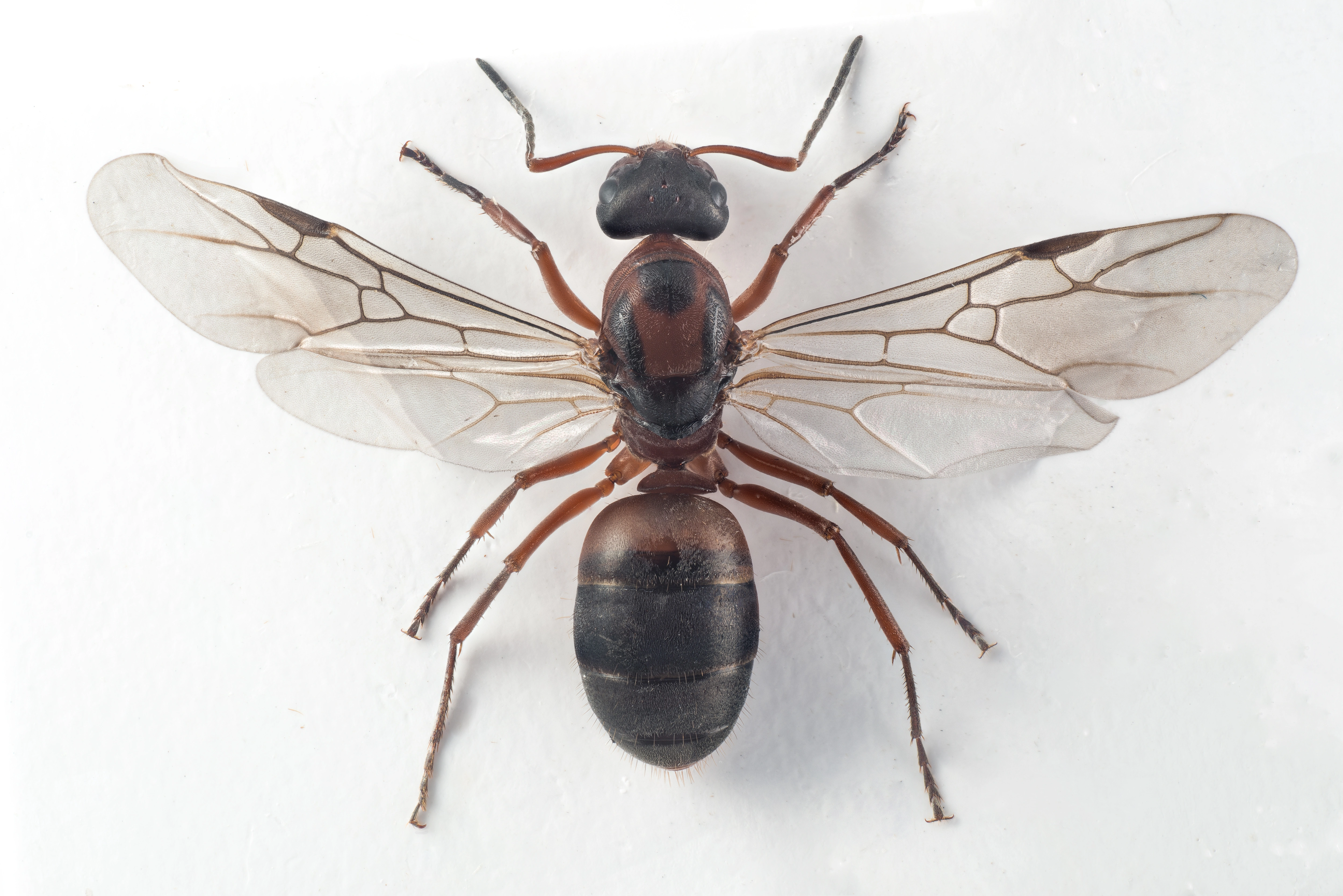 : Formica (Serviformica) rufibarbis.