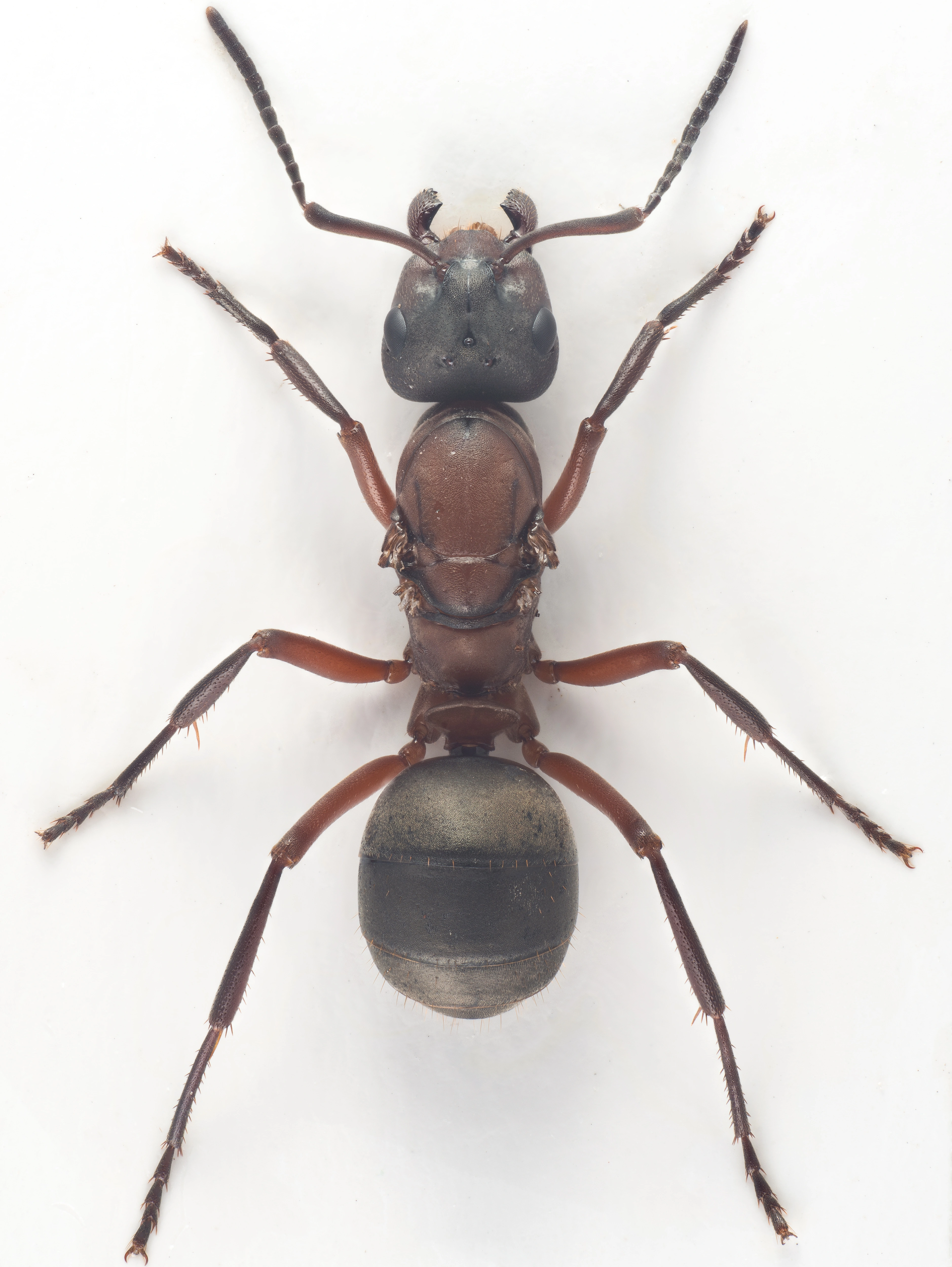 : Formica (Raptoformica) sanguinea.