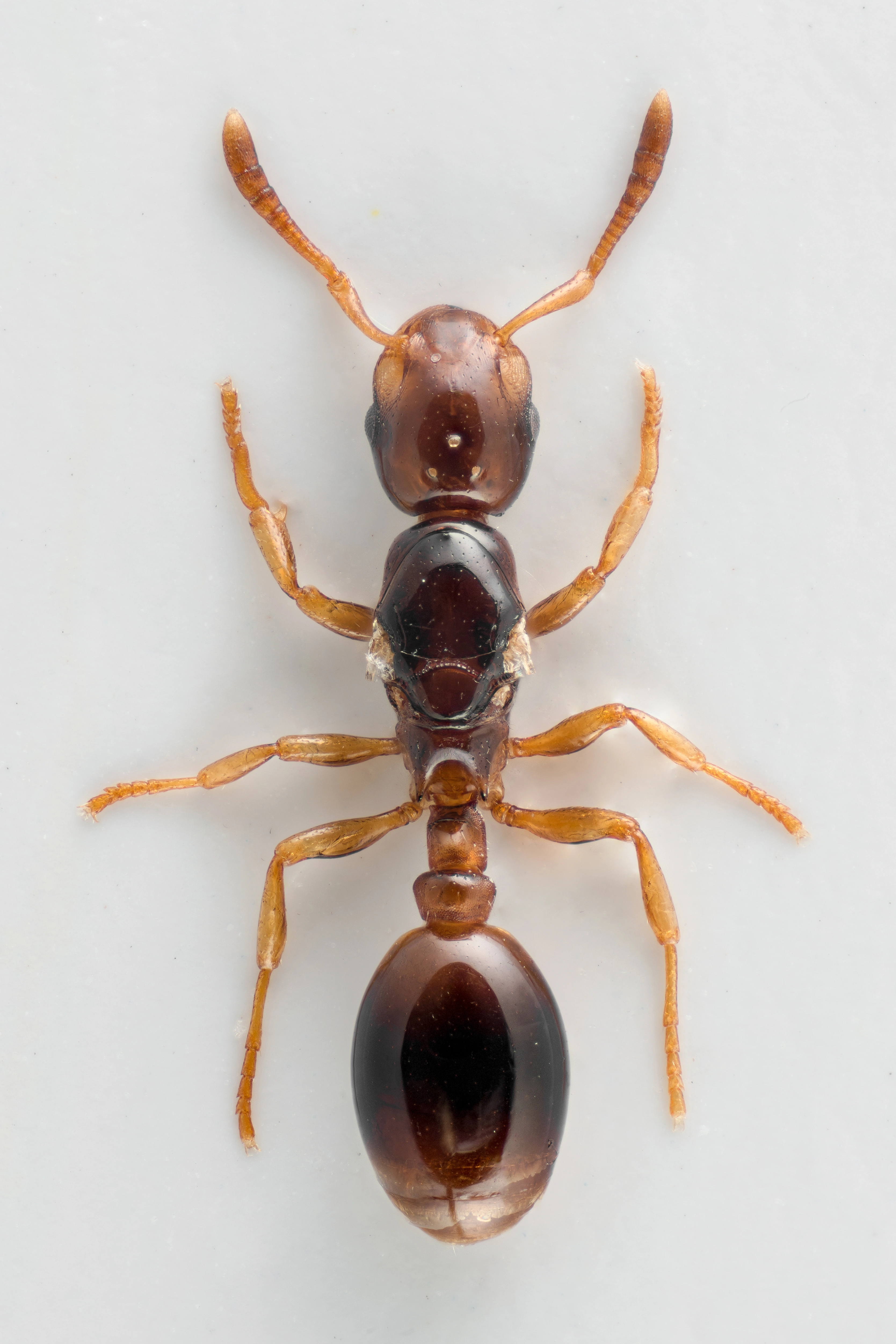 : Formicoxenus nitidulus.