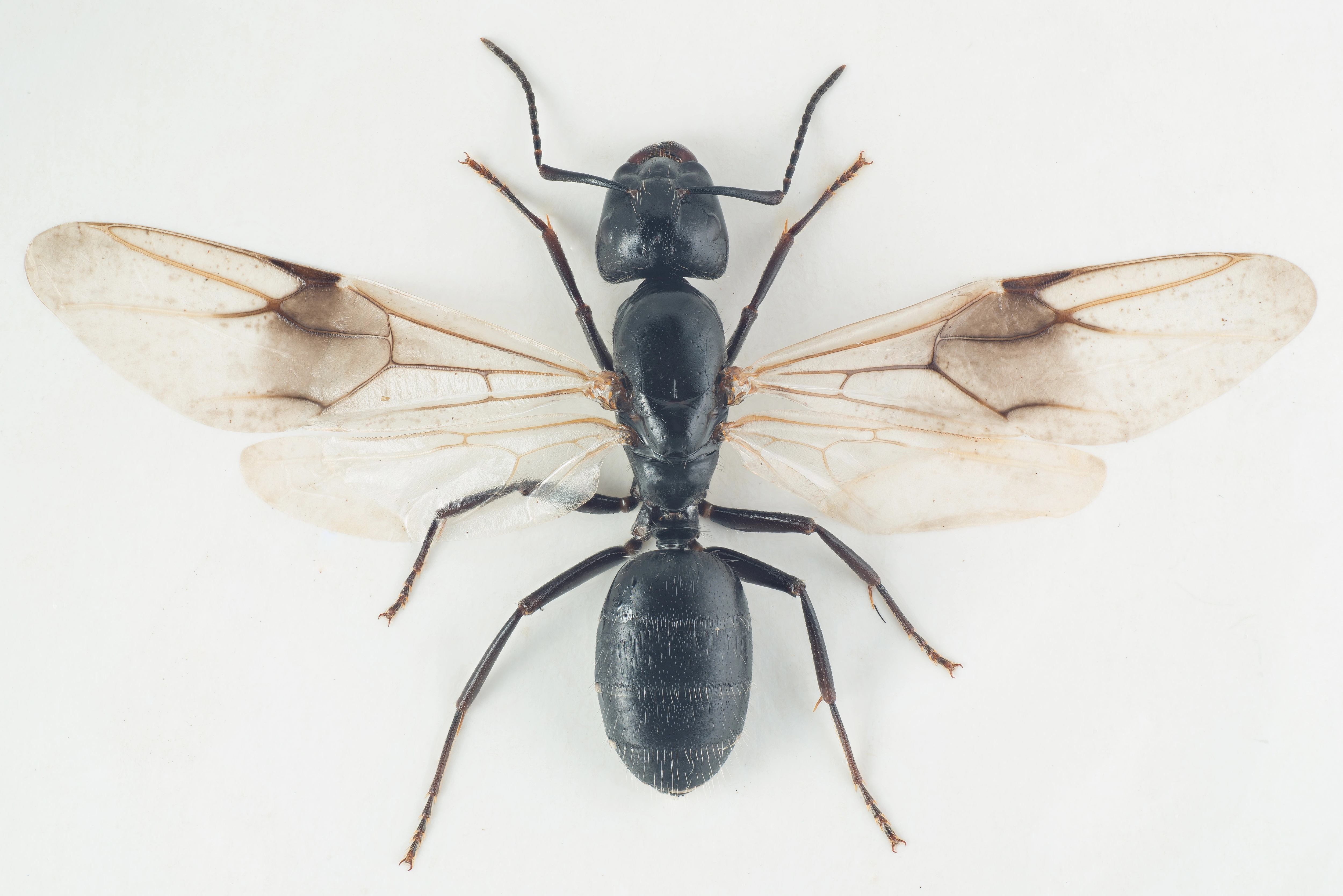 : Camponotus vagus.