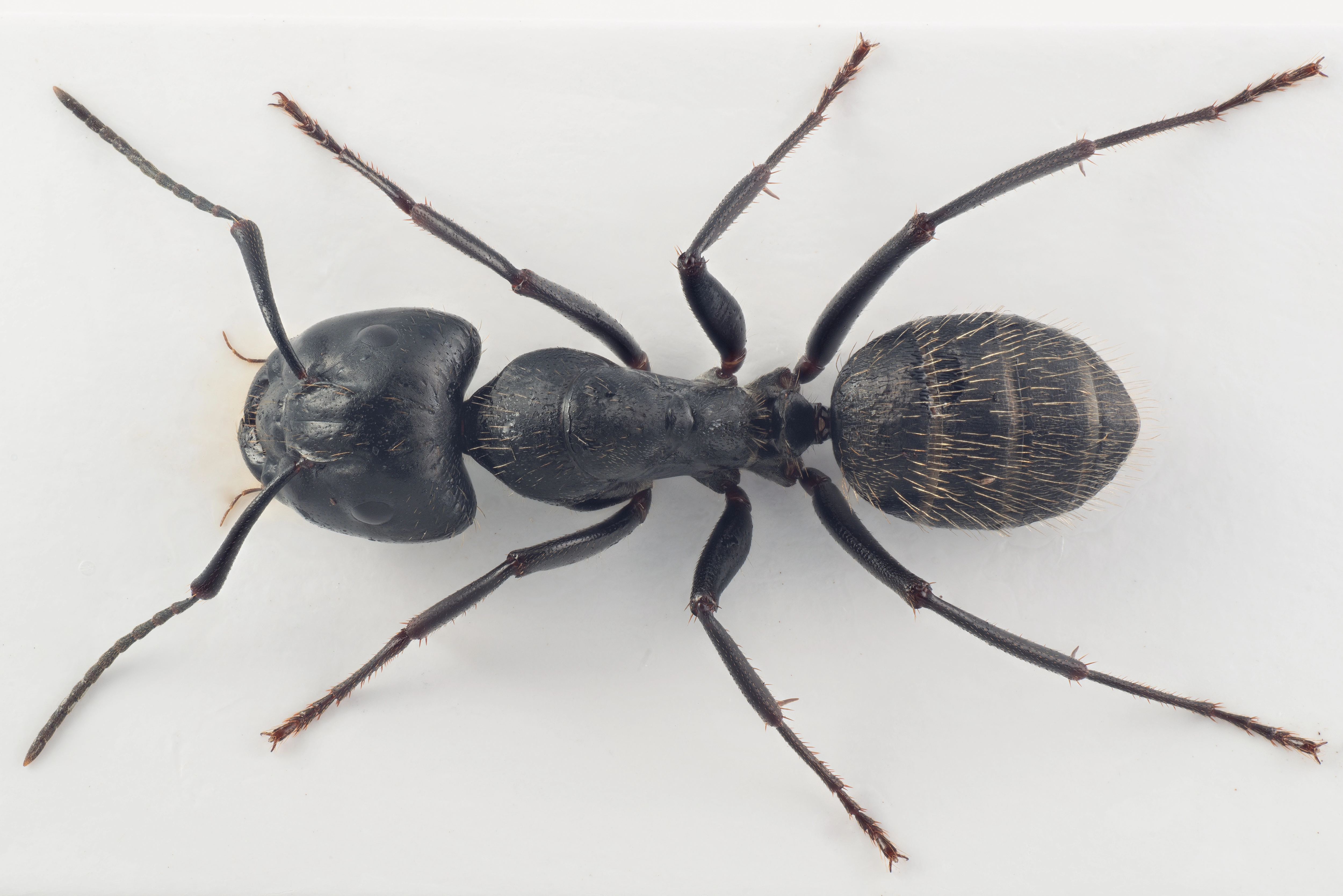 : Camponotus vagus.