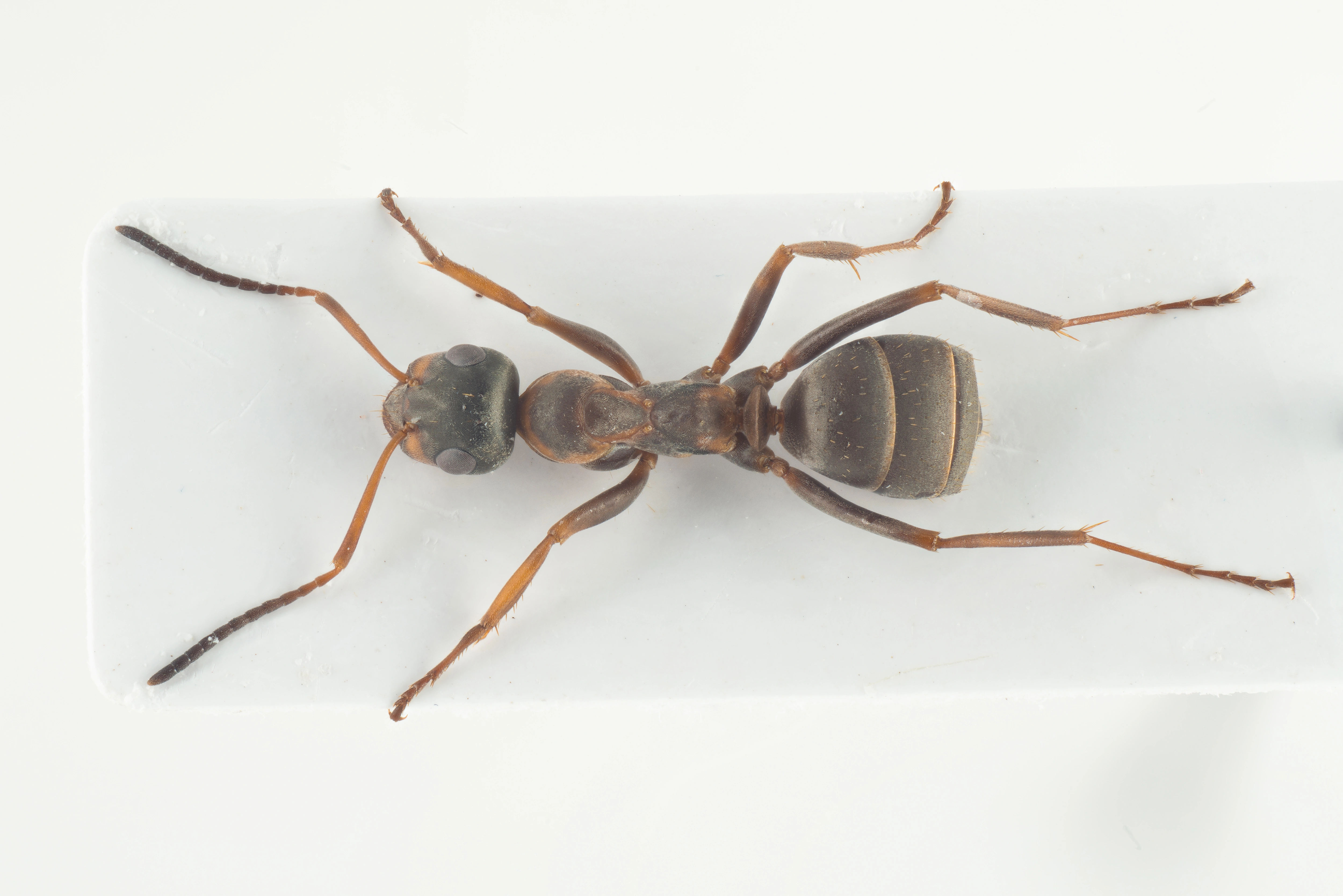 : Formica (Serviformica) cunicularia.