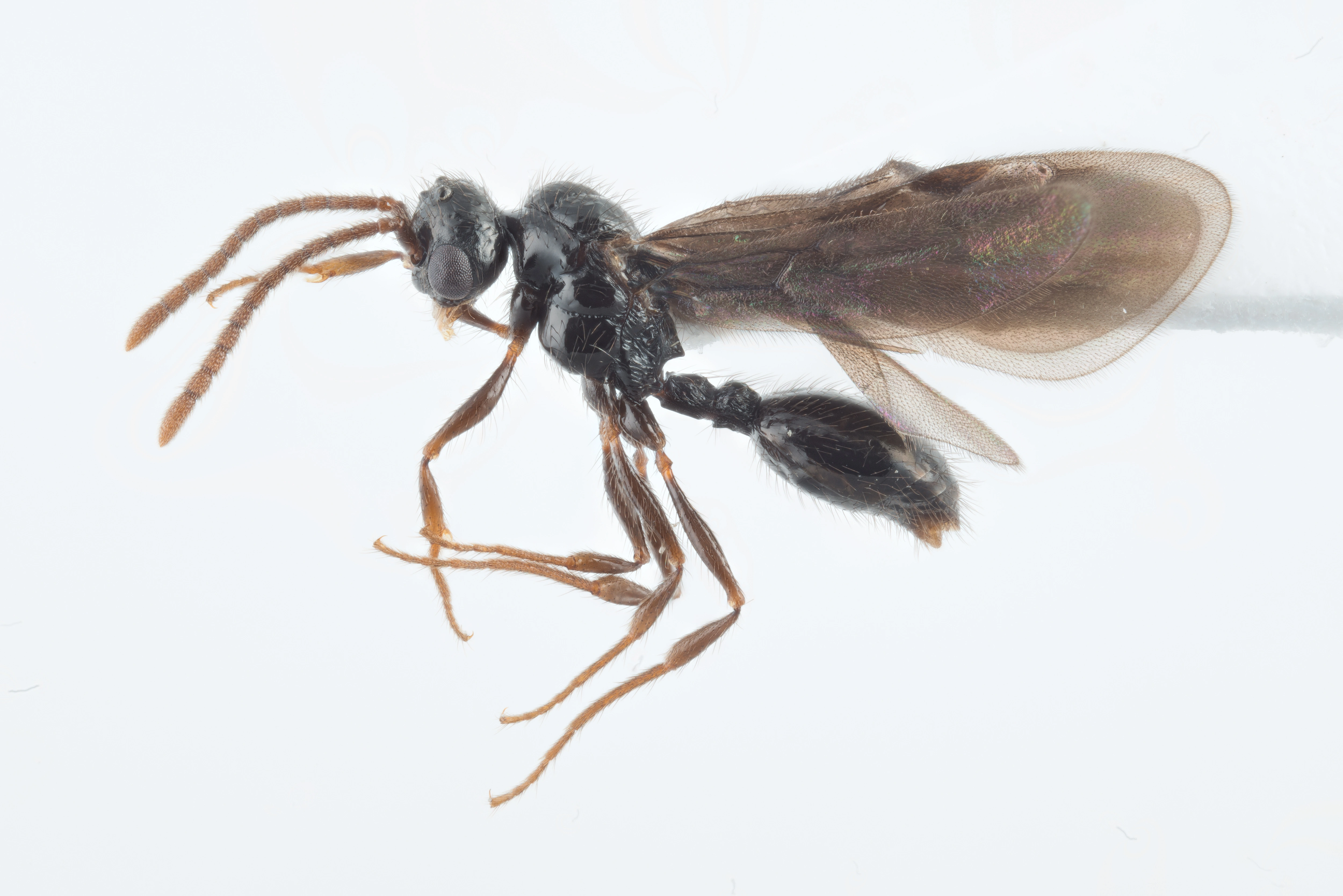 : Myrmecina graminicola.