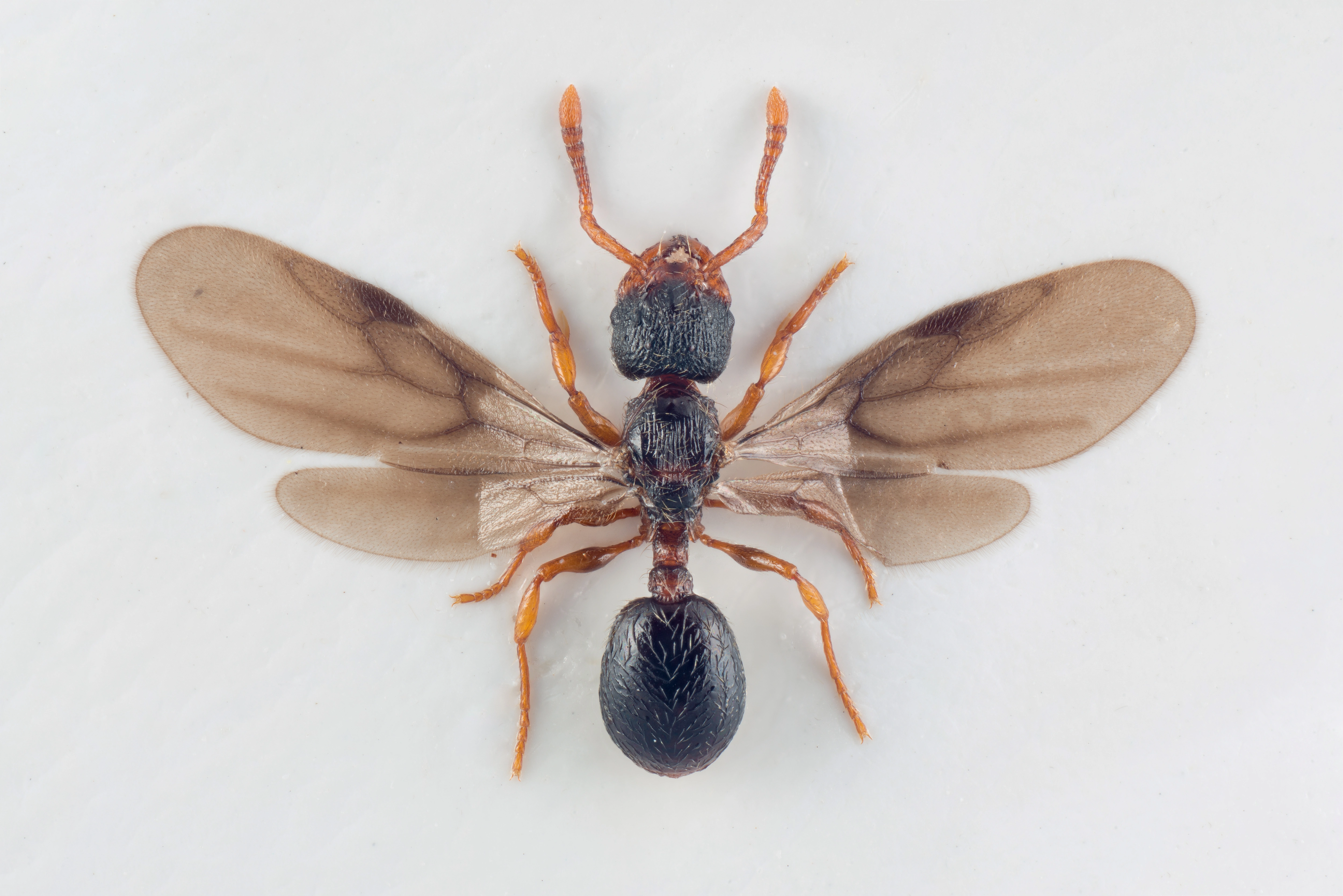 : Myrmecina graminicola.