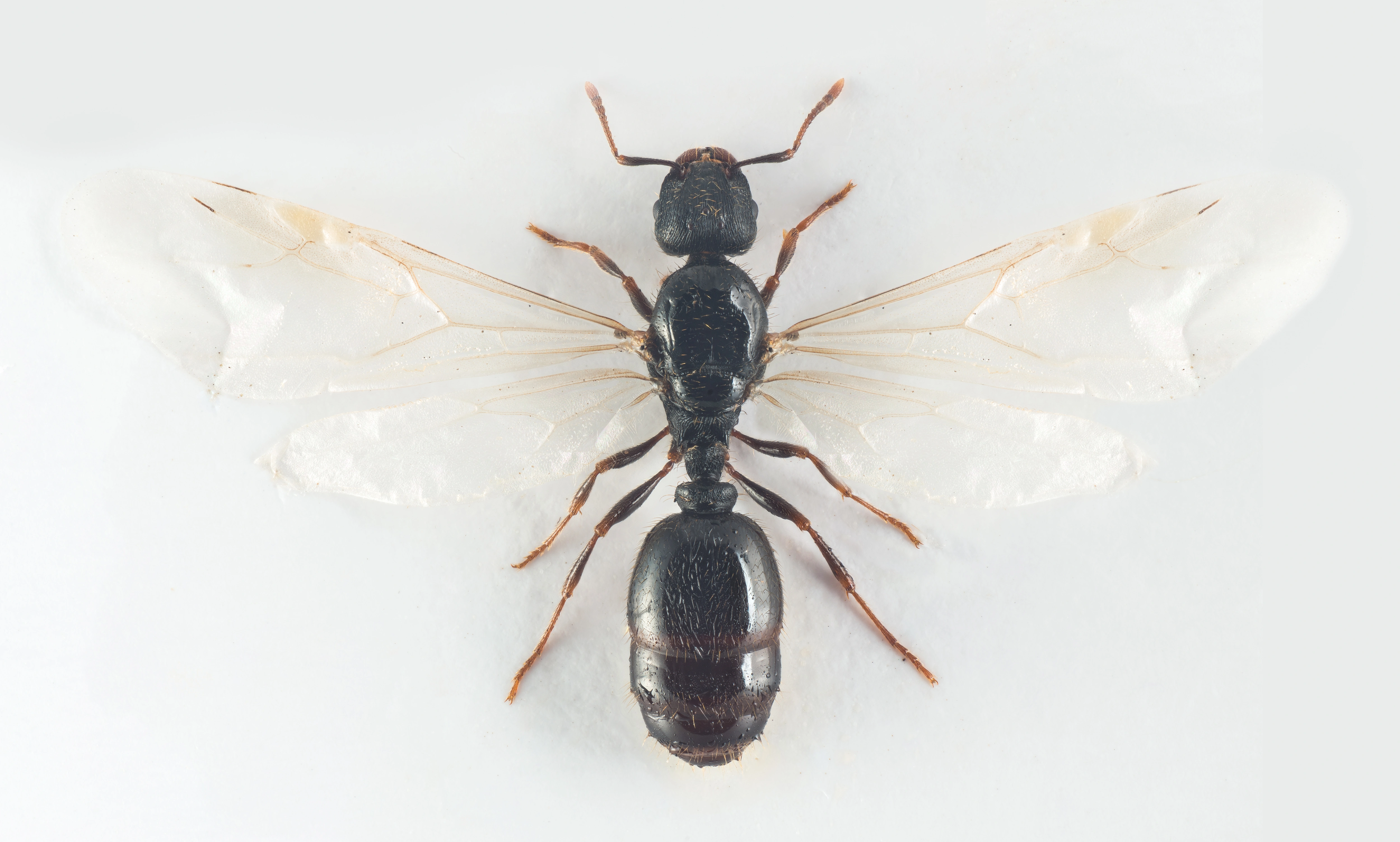 : Tetramorium caespitum.