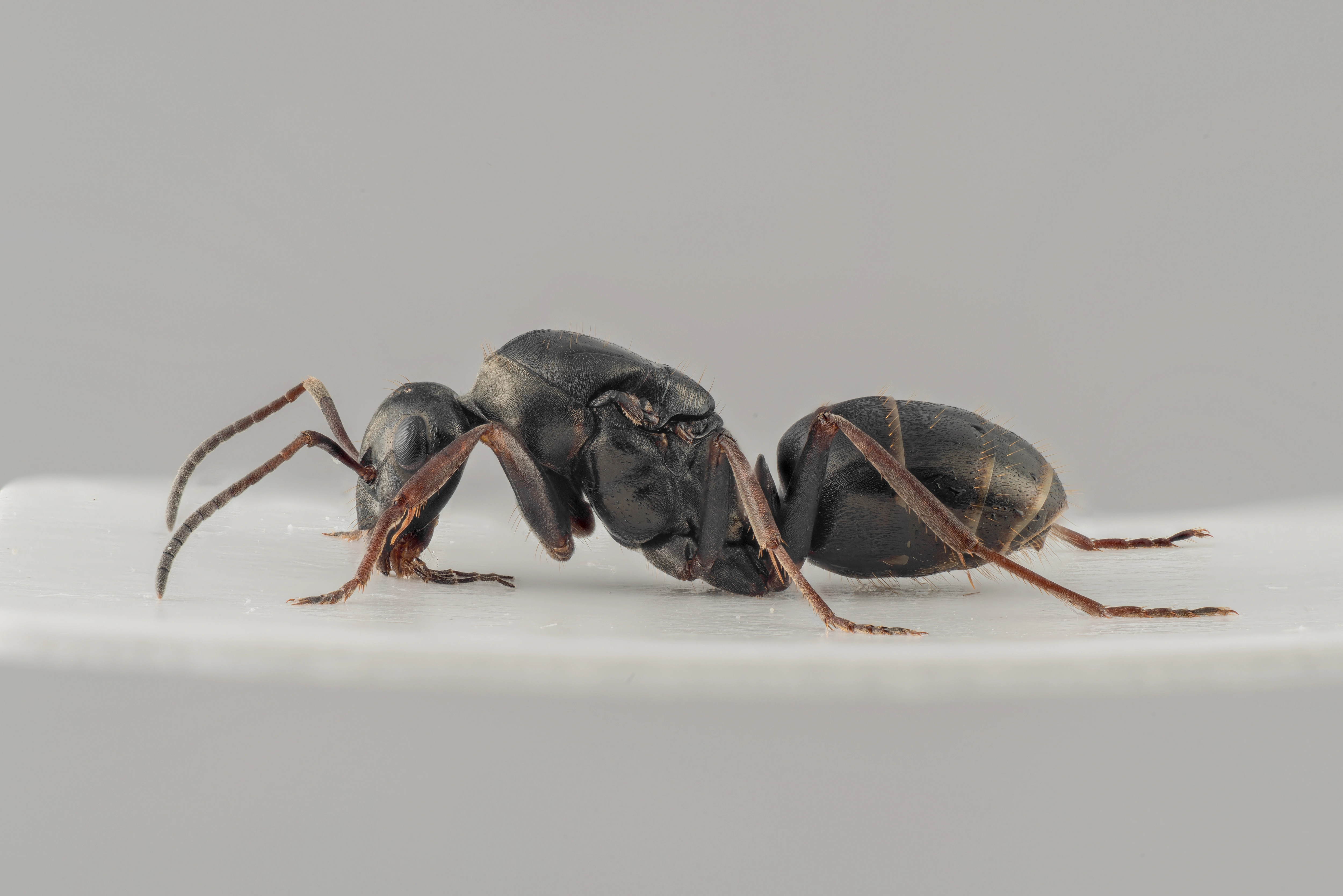 : Formica (Serviformica) fusca.