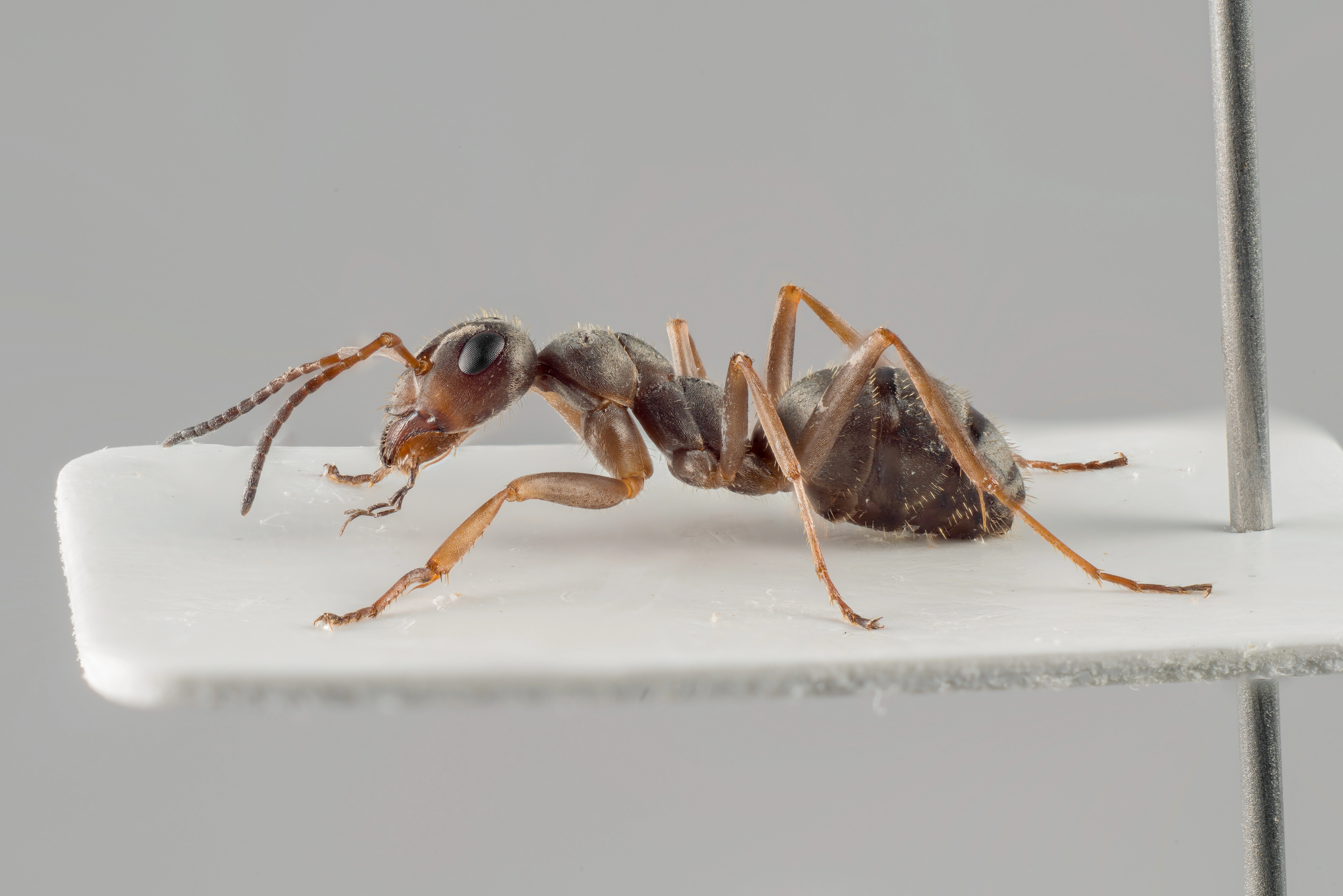 : Formica (Serviformica) cinerea.