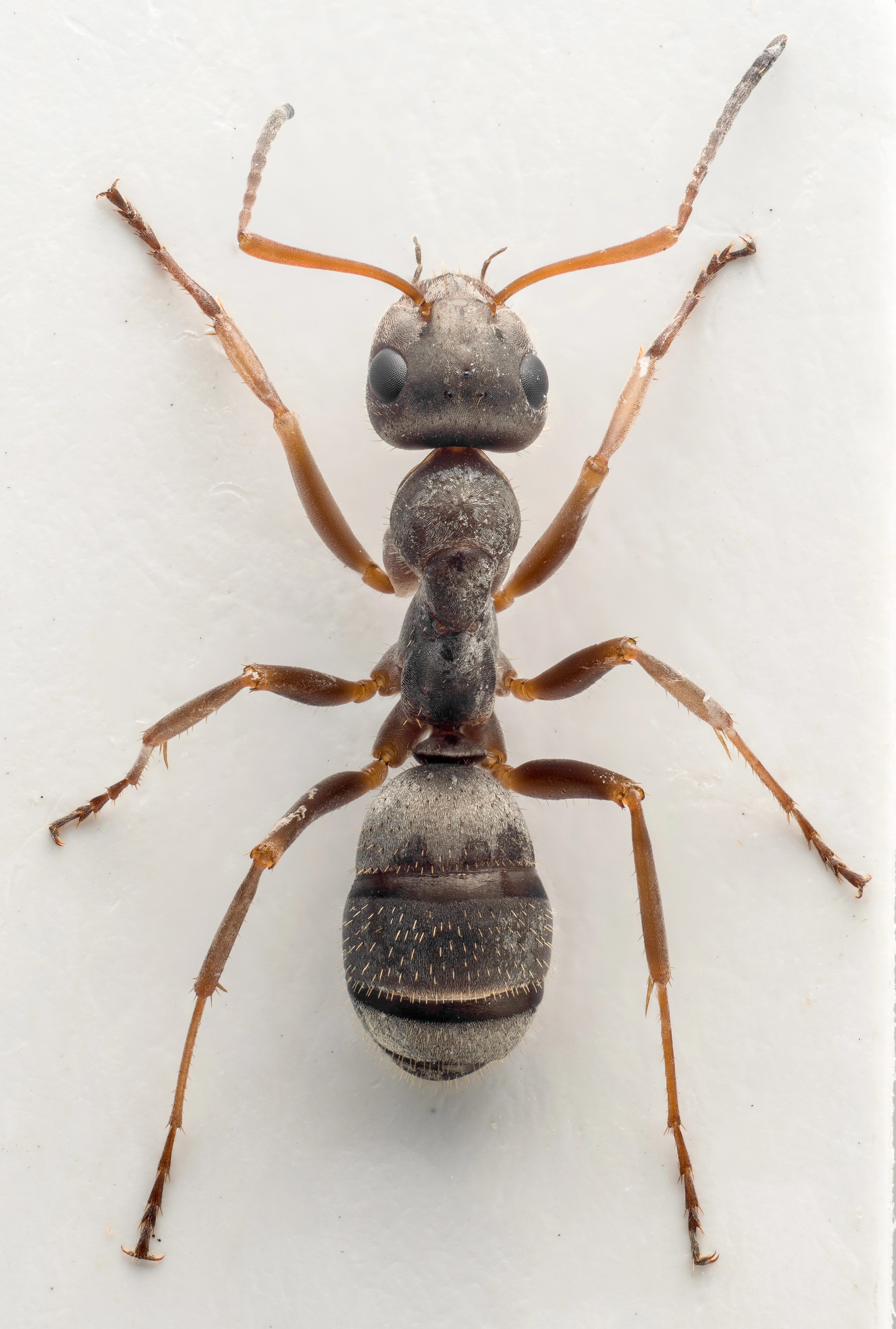 : Formica (Serviformica) cinerea.