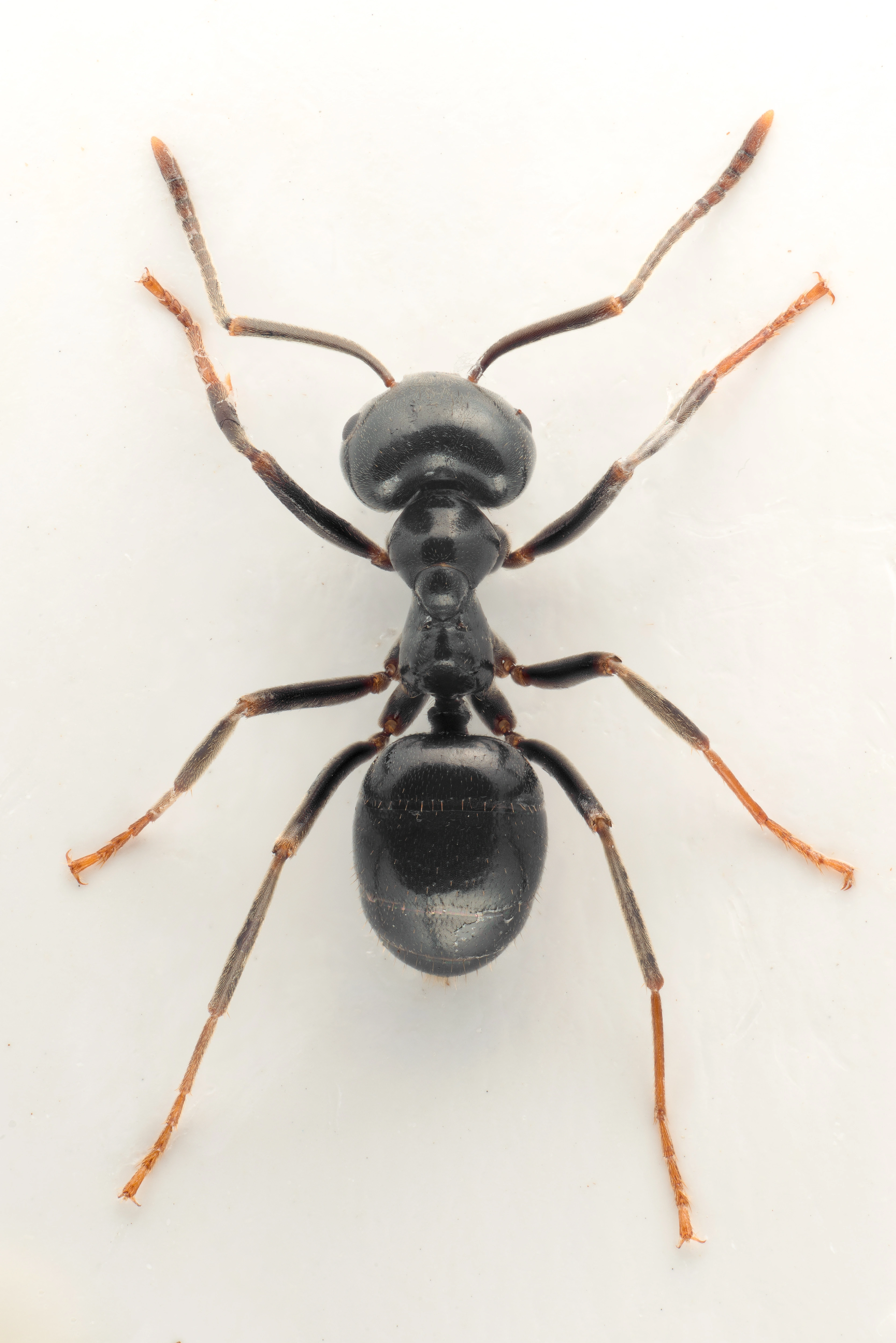 : Lasius fuliginosus.