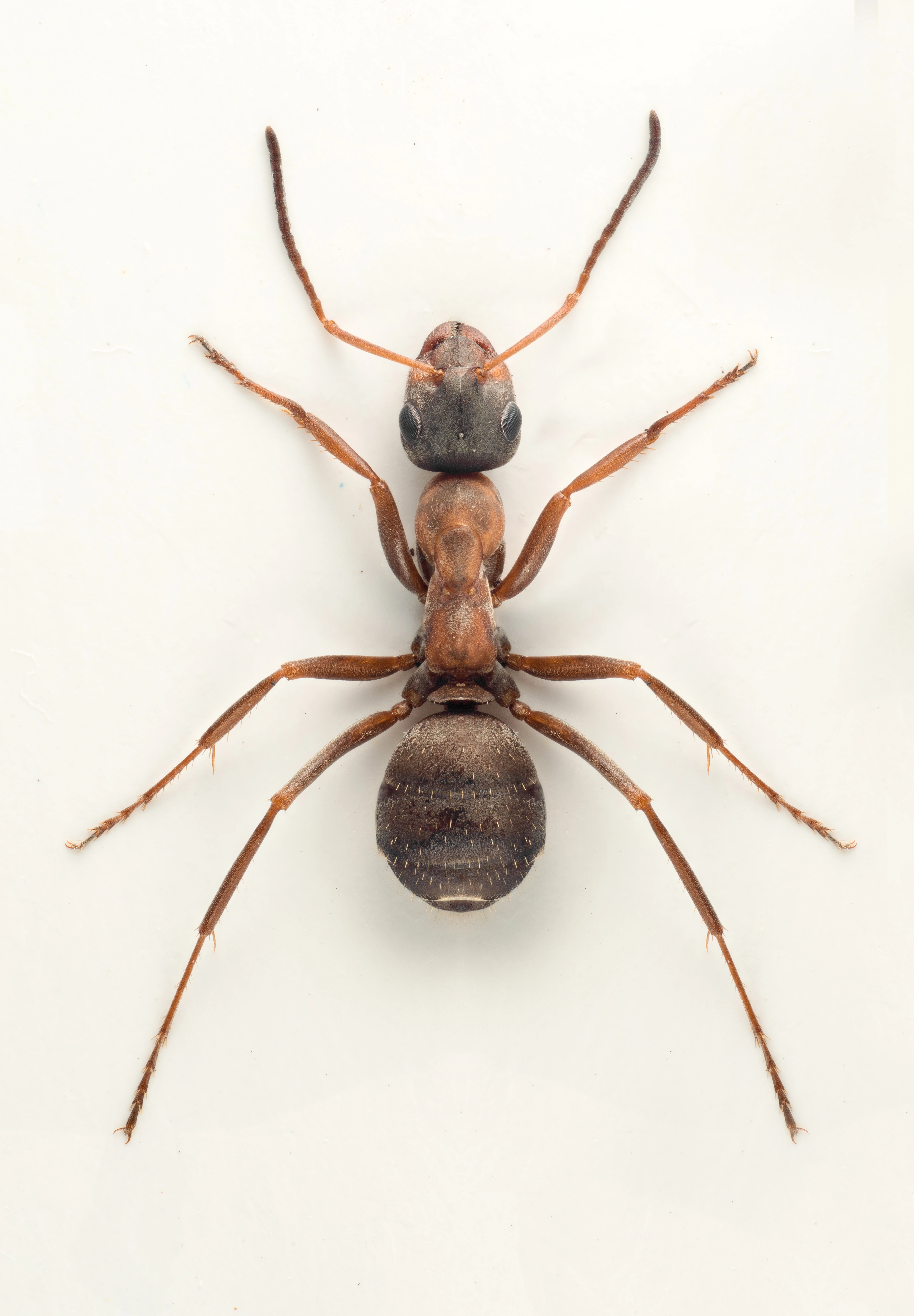 : Formica (Serviformica) rufibarbis.