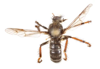 : Cyrtopogon luteicornis.