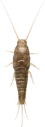 : Lepisma saccharinum.