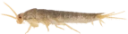 : Lepisma saccharinum.