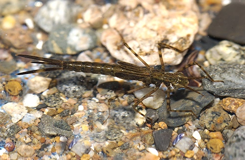 : Calopteryx splendens.