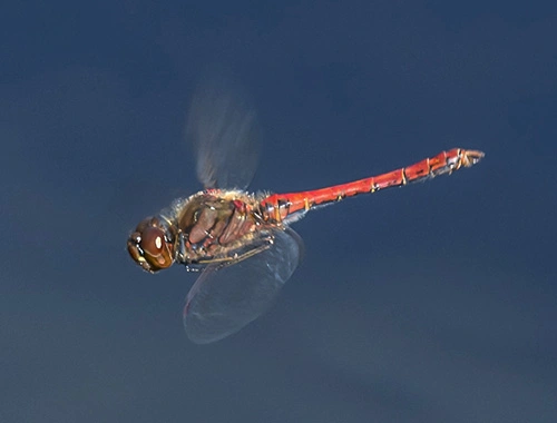 : Sympetrum vulgatum.