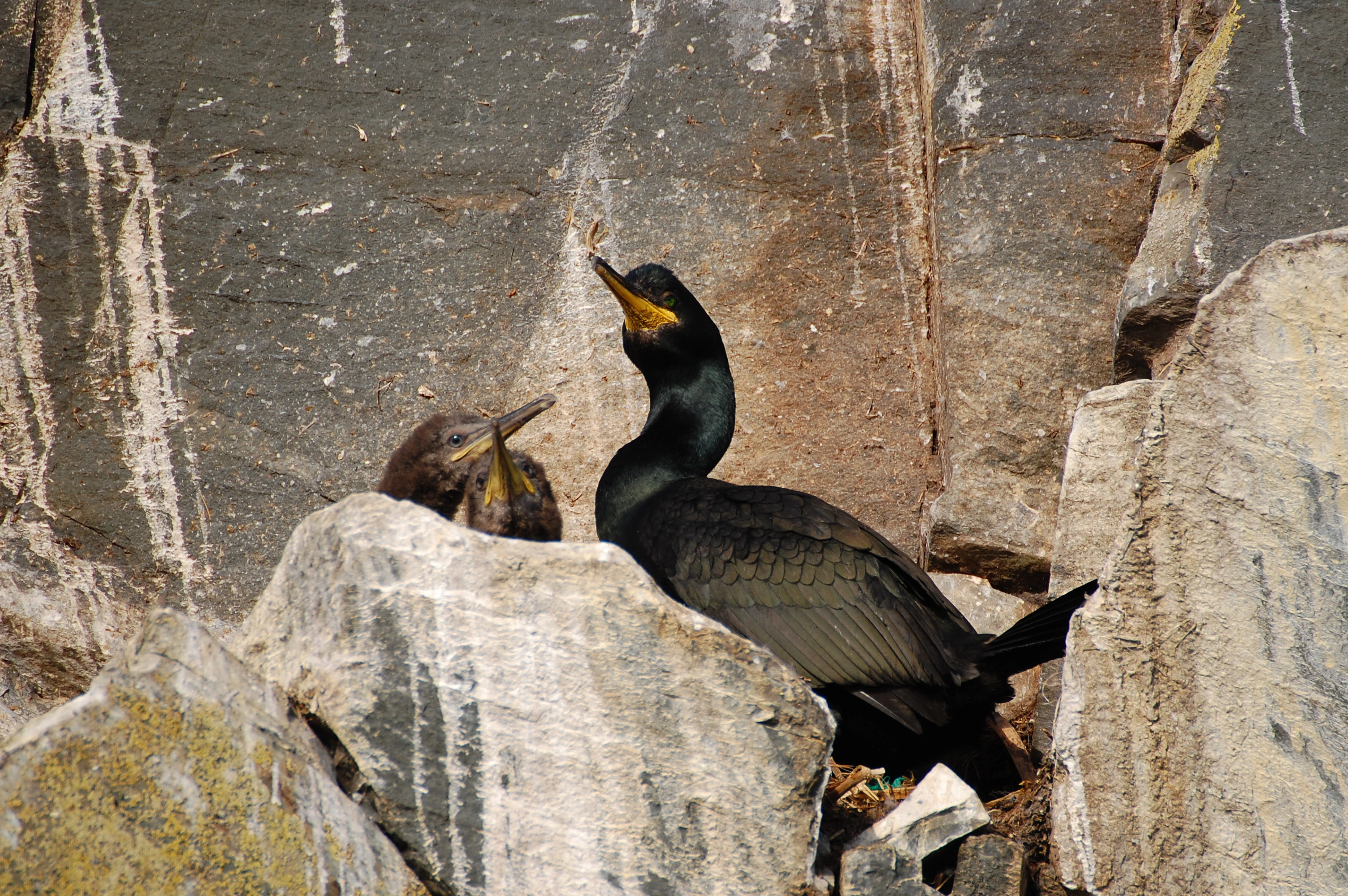 : Gulosus aristotelis.