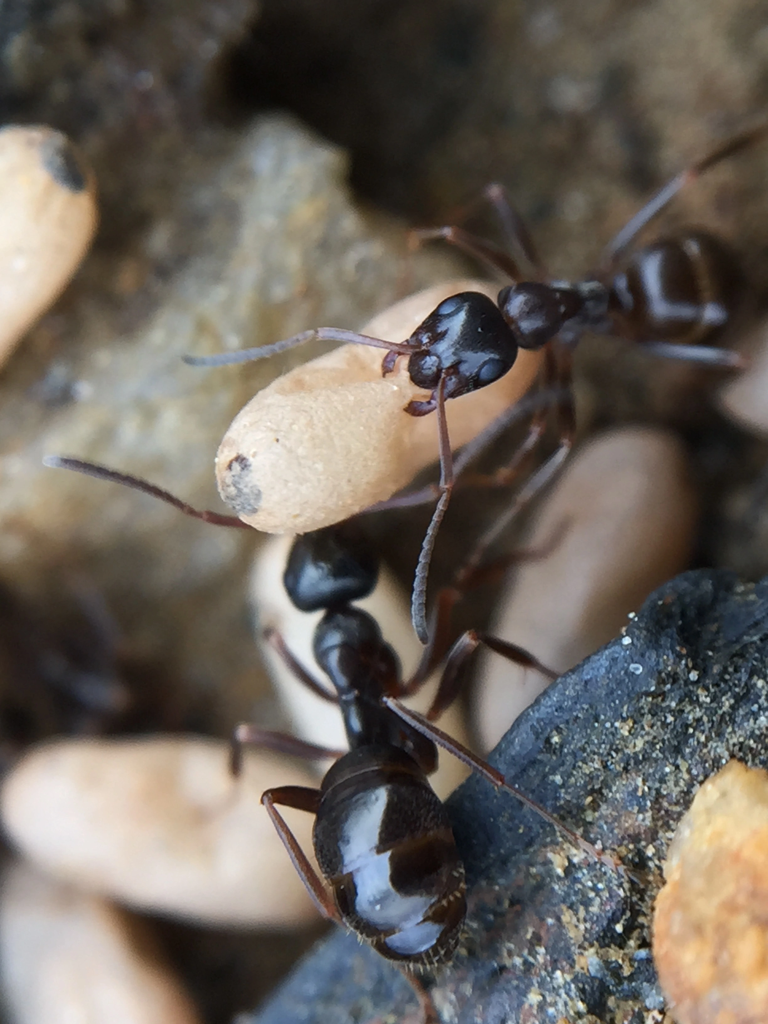 : Formica (Serviformica) gagatoides.