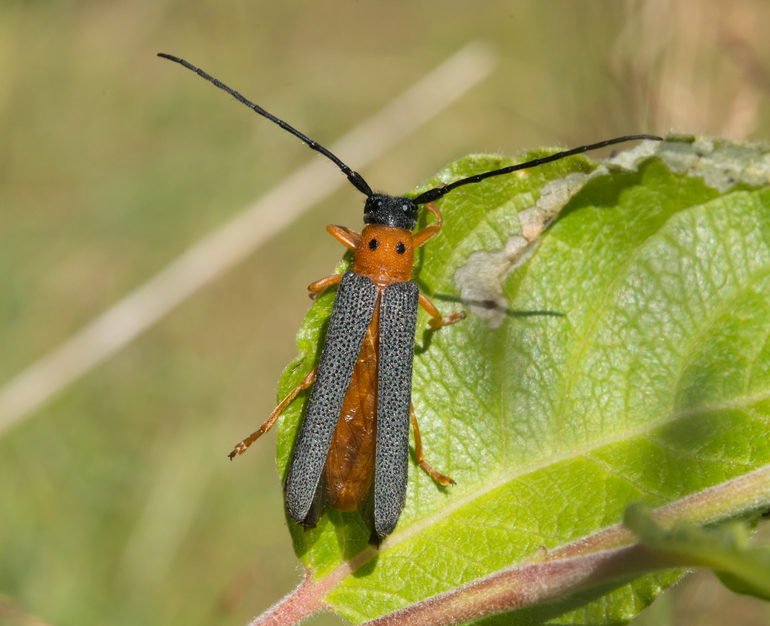 : Oberea oculata.