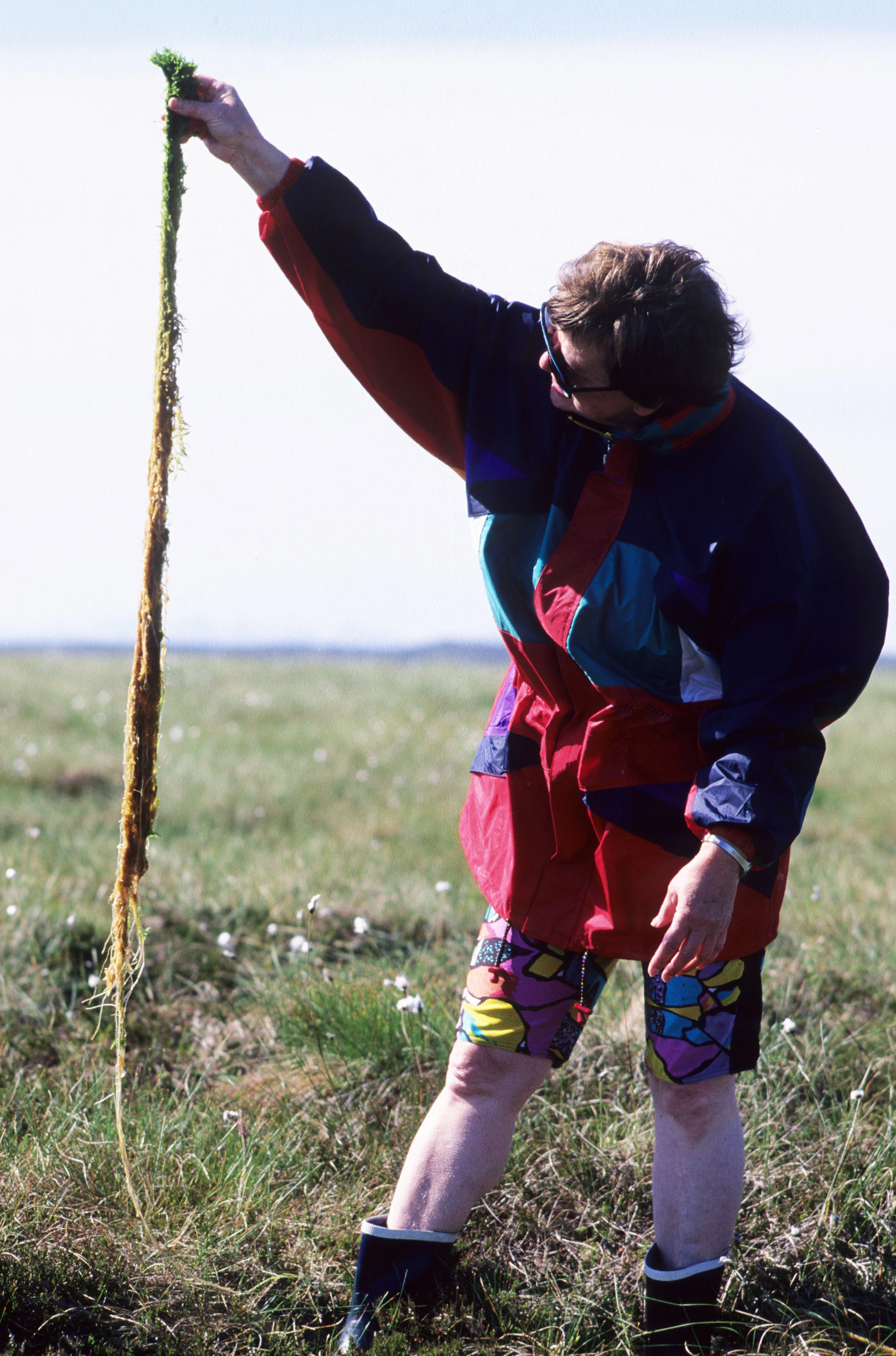 : Sphagnum cuspidatum.