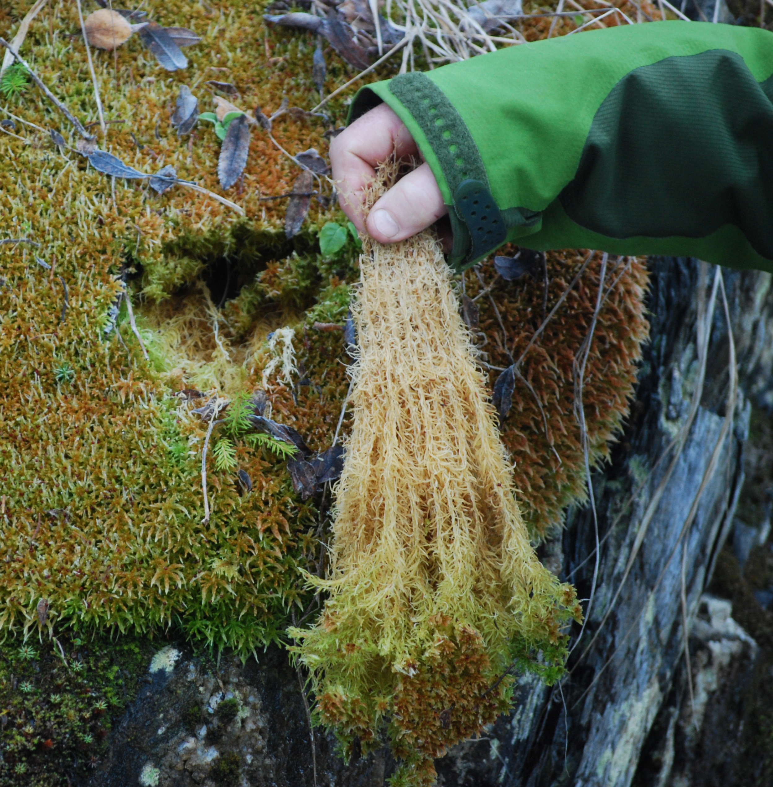 : Sphagnum rubiginosum.