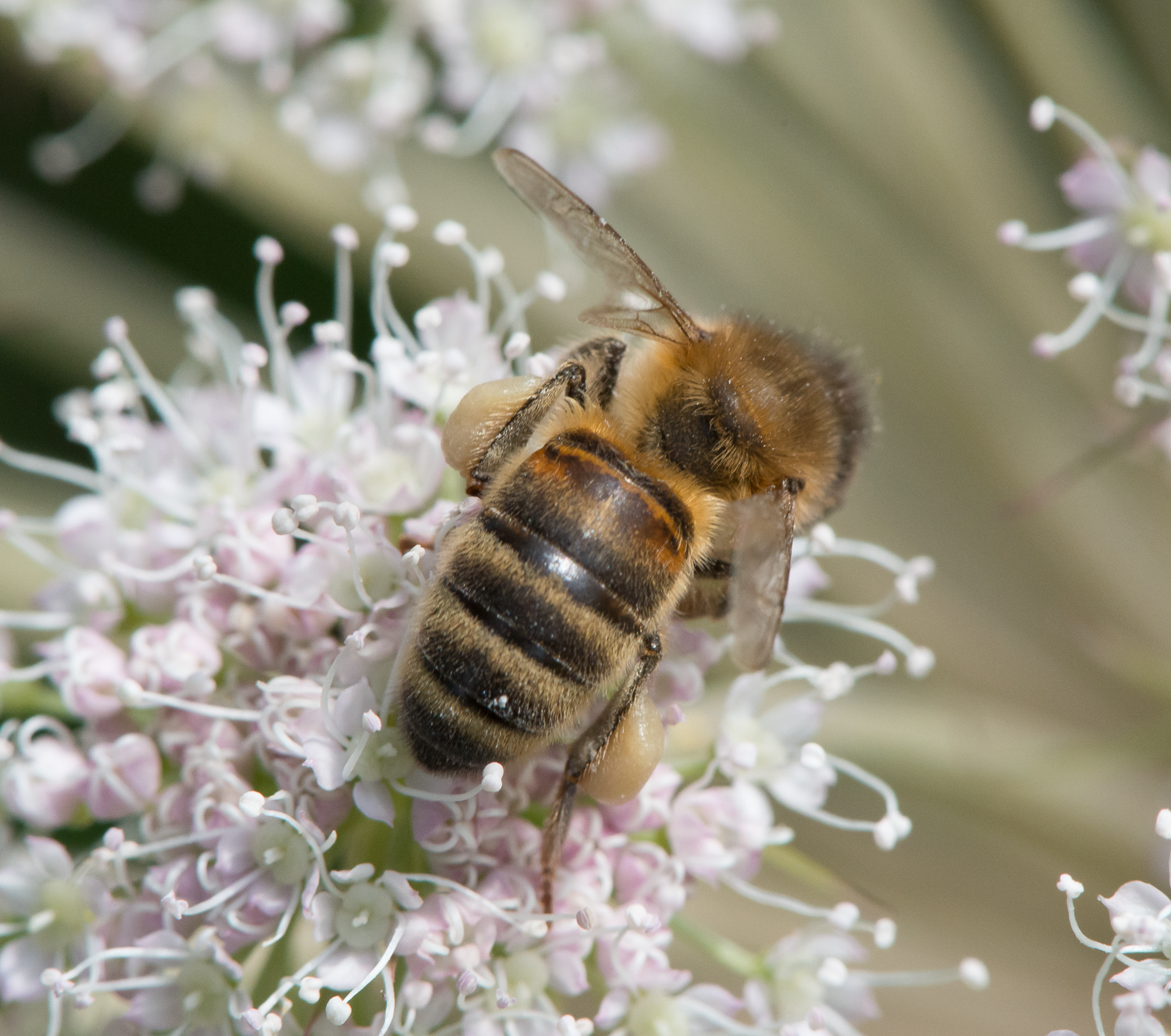 : Apis mellifera.