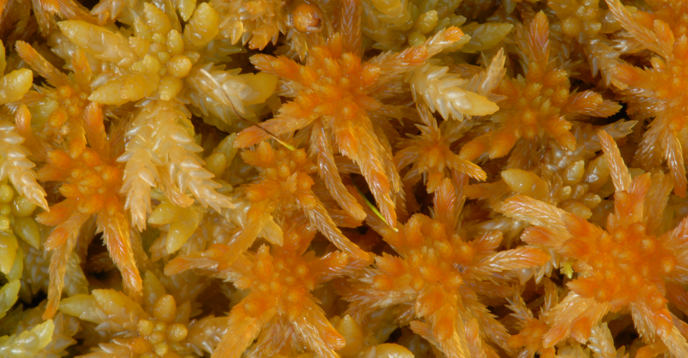 : Sphagnum troendelagicum.